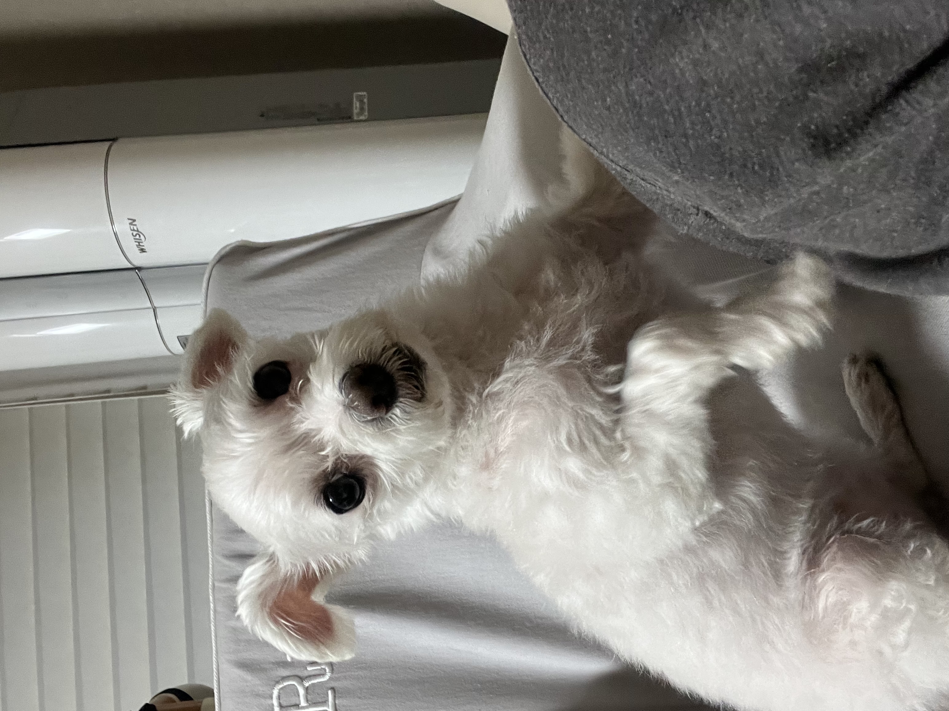 별이(전 오포) 입양 1주년 이야기 