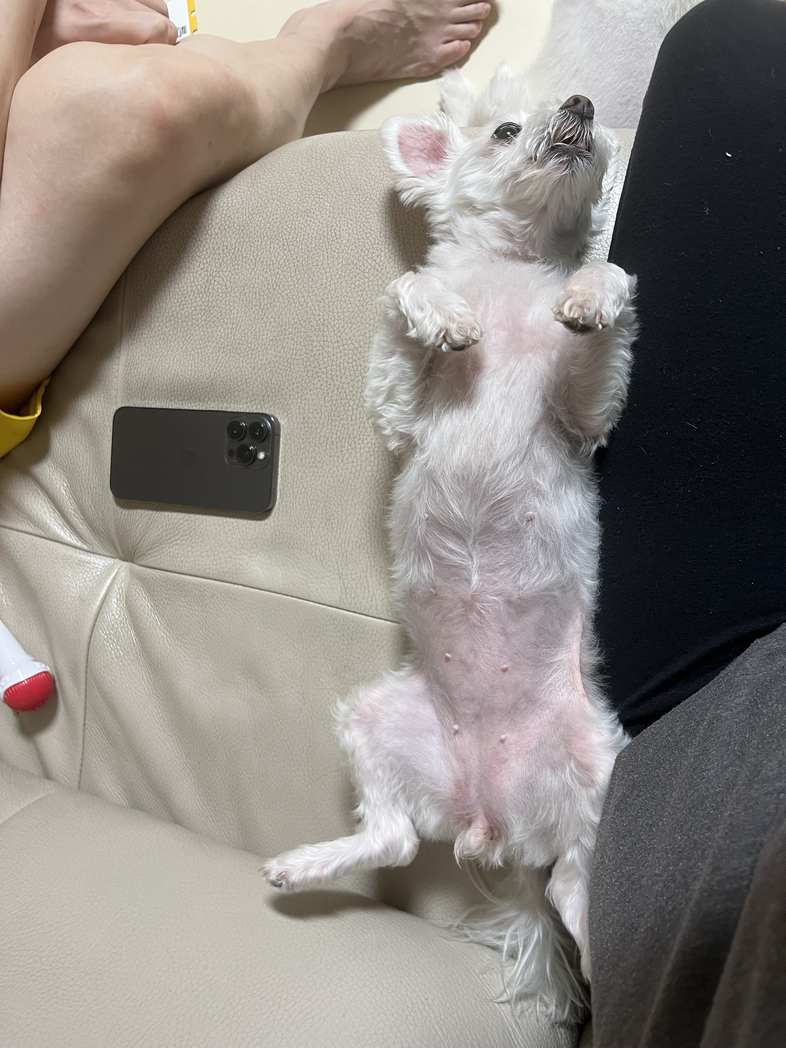 별이(전 오포) 입양 1주년 이야기 