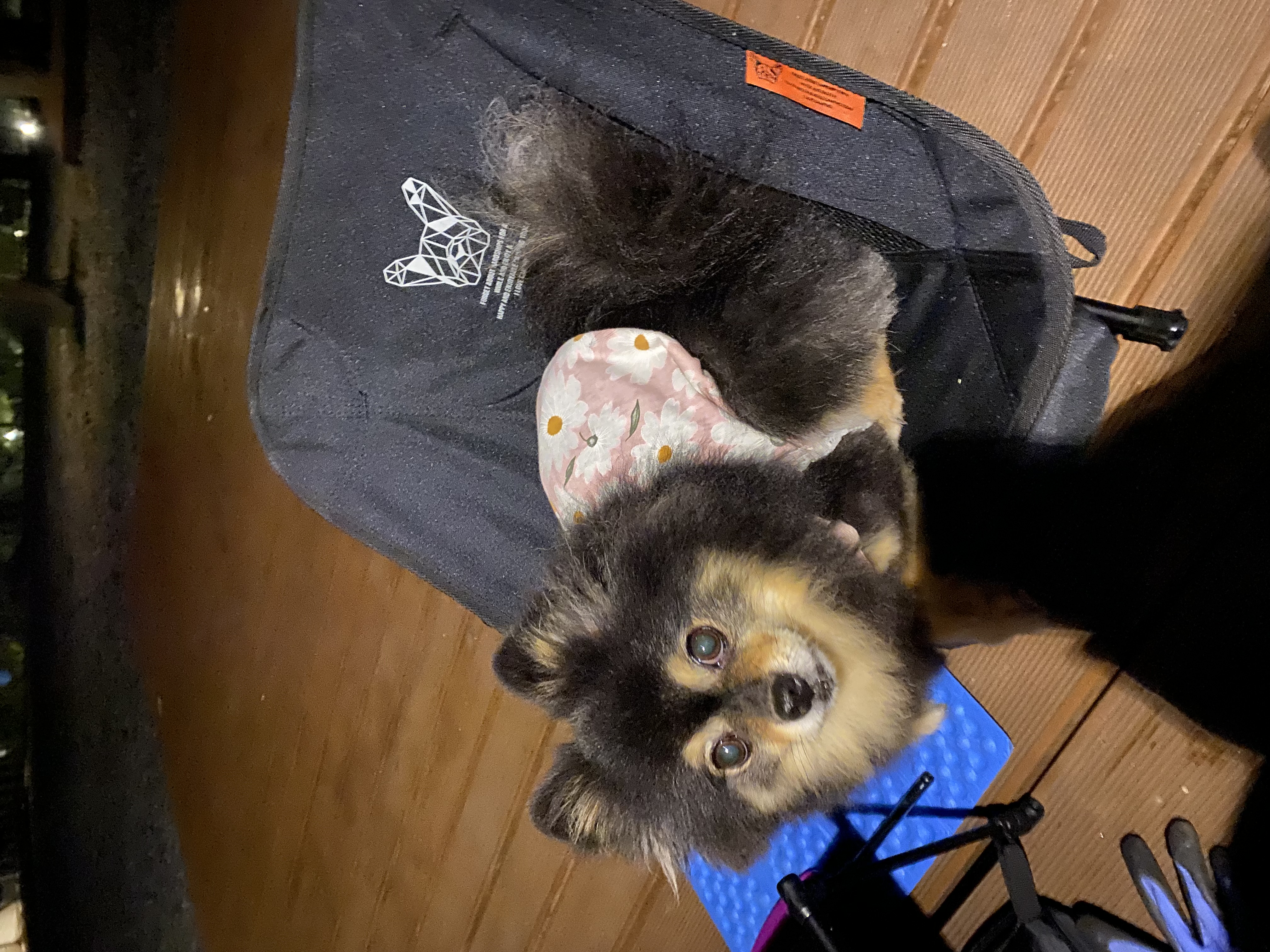 동자연까무. 입양6주년