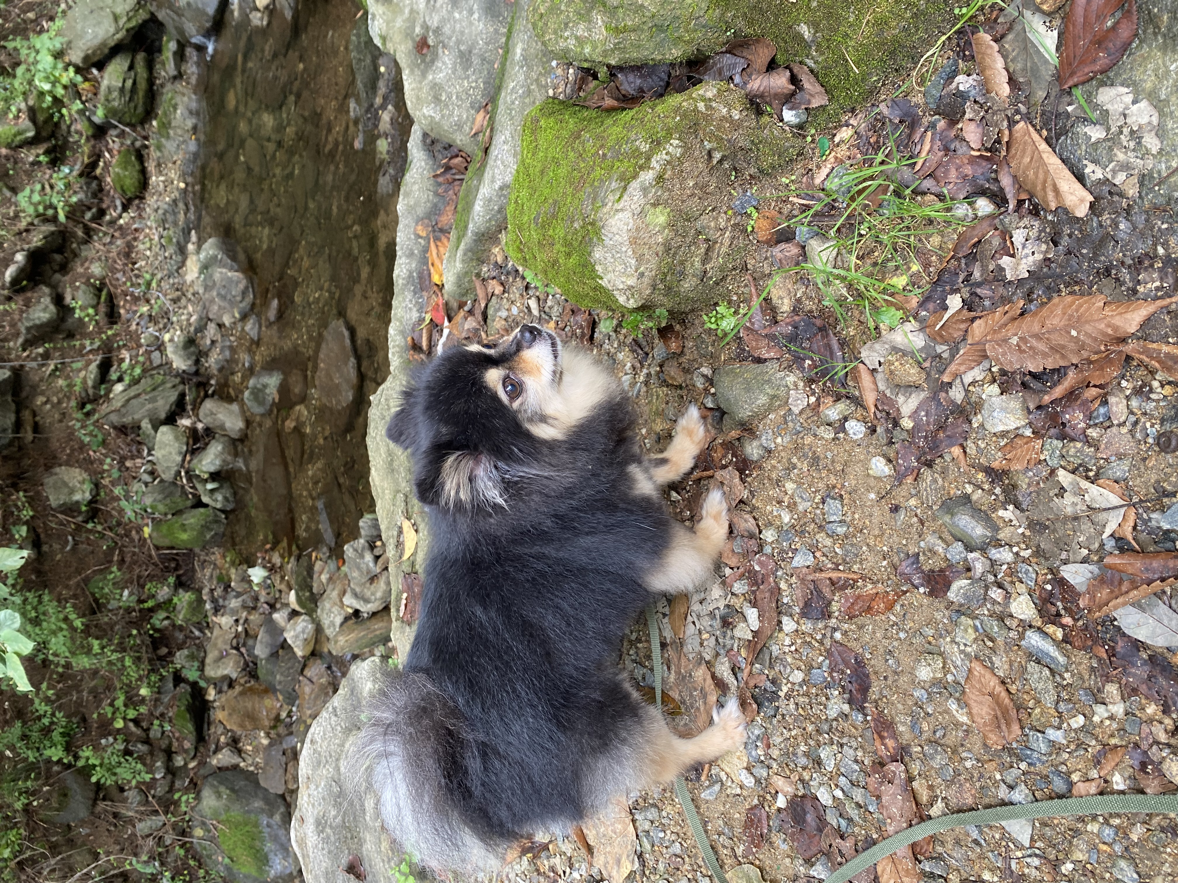동자연까무. 입양6주년