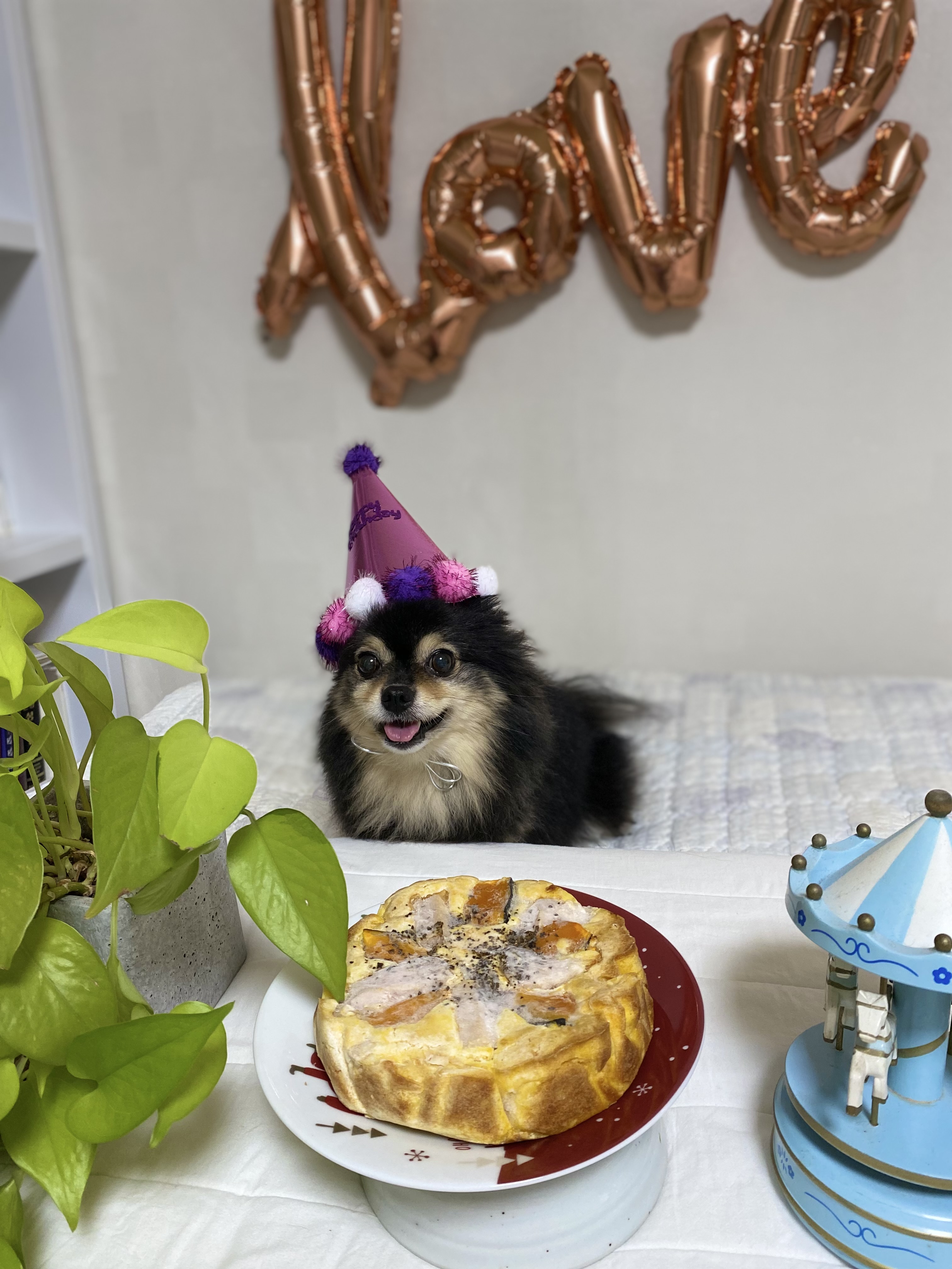 동자연까무. 입양6주년