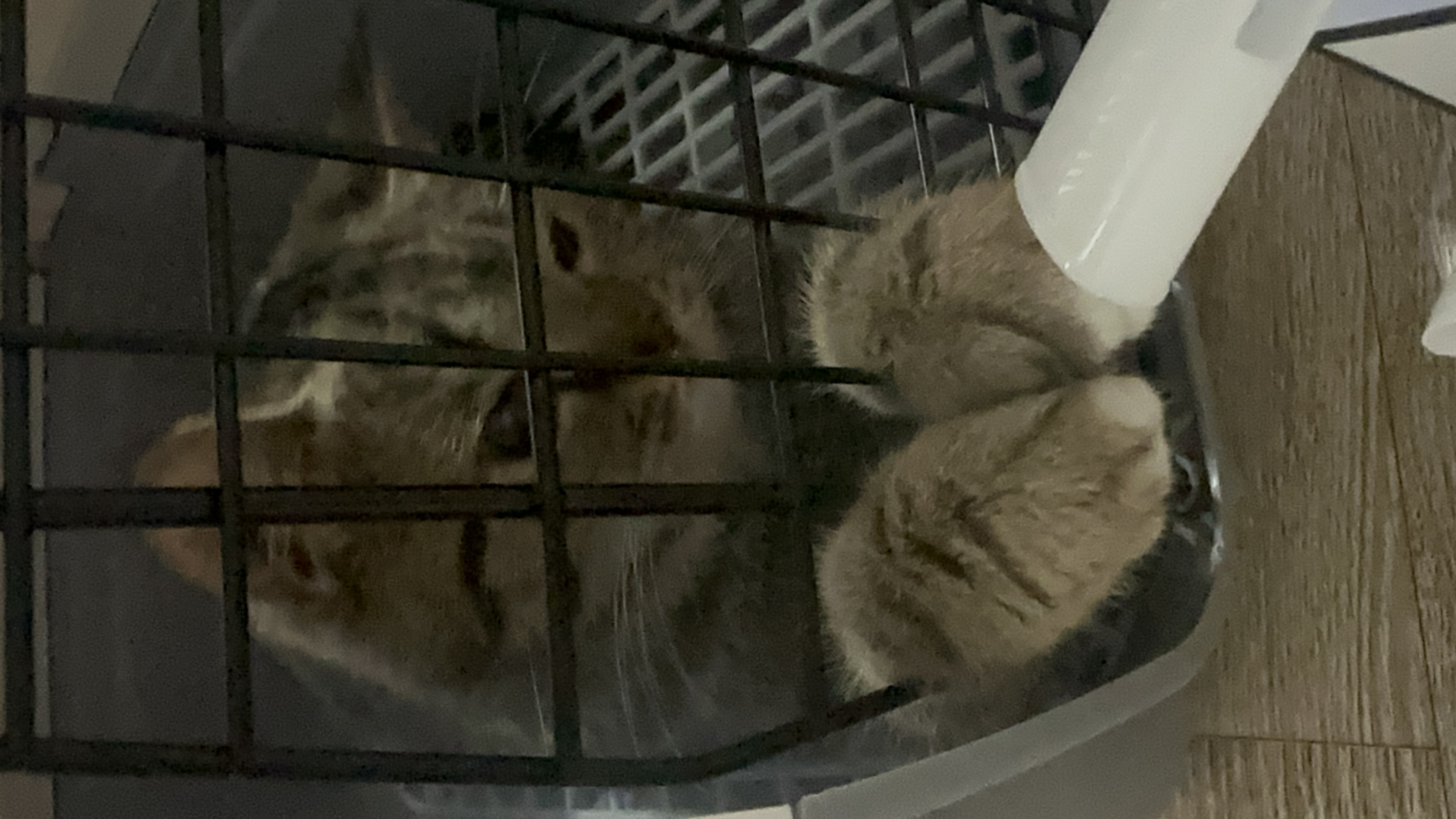 아슬이 입양 일주일차 후기 입니다:)