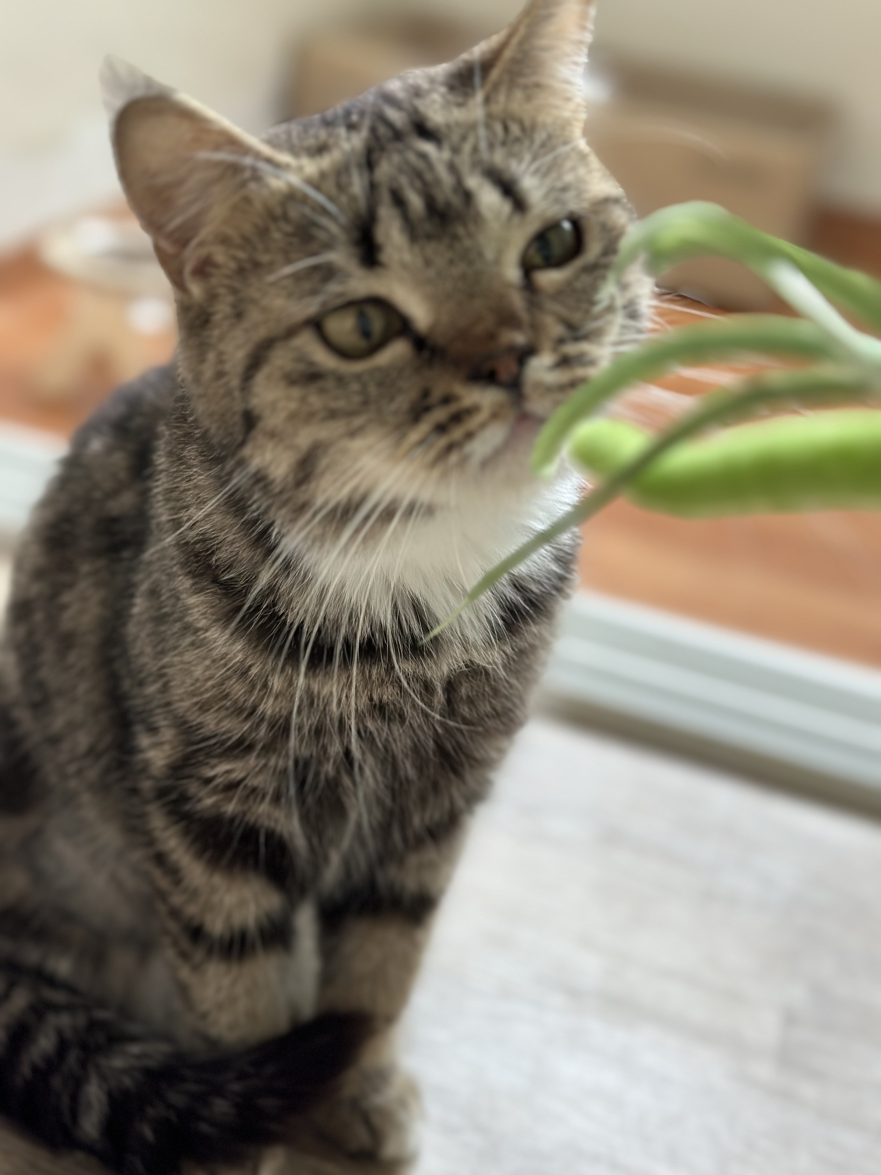 아슬이 입양 일주일차 후기 입니다:)