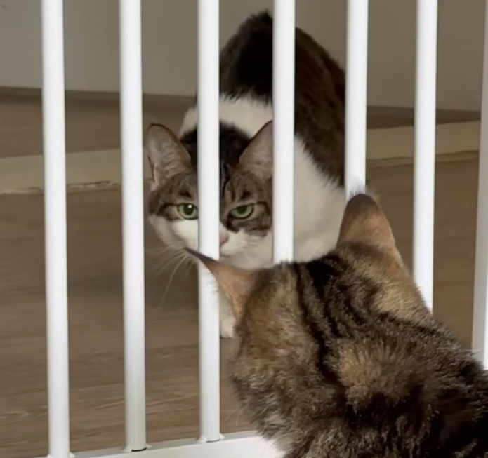 아슬이 입양 일주일차 후기 입니다:)