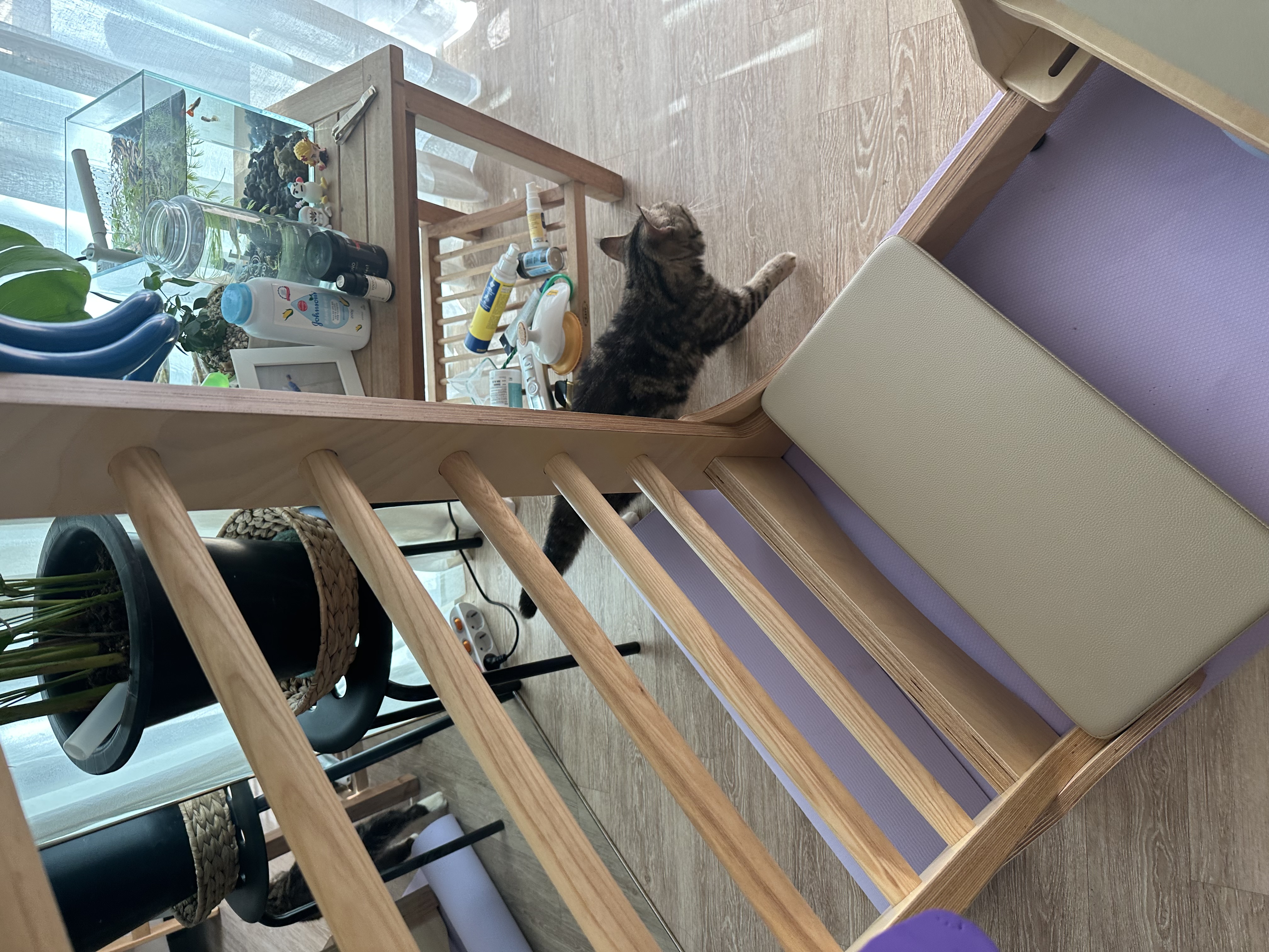 아슬이 입양 일주일차 후기 입니다:)