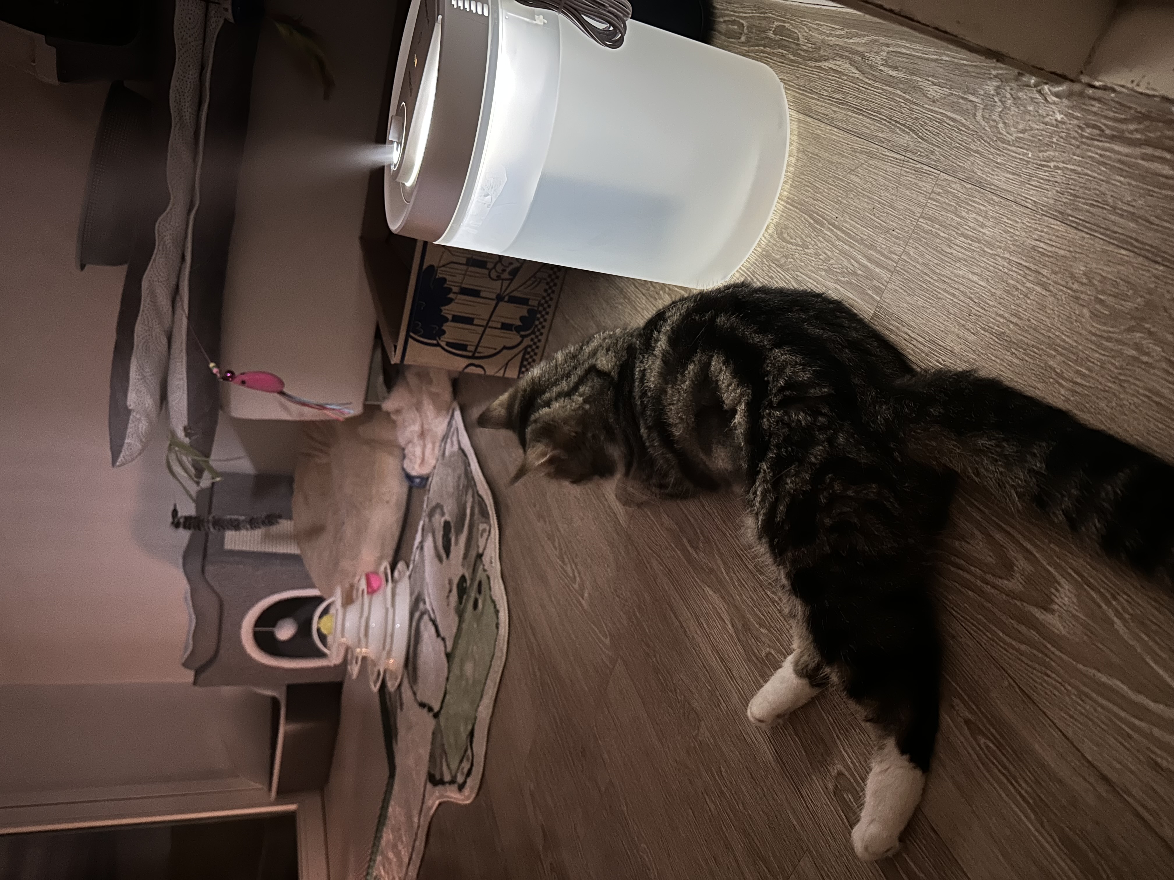 아슬이 입양 일주일차 후기 입니다:)