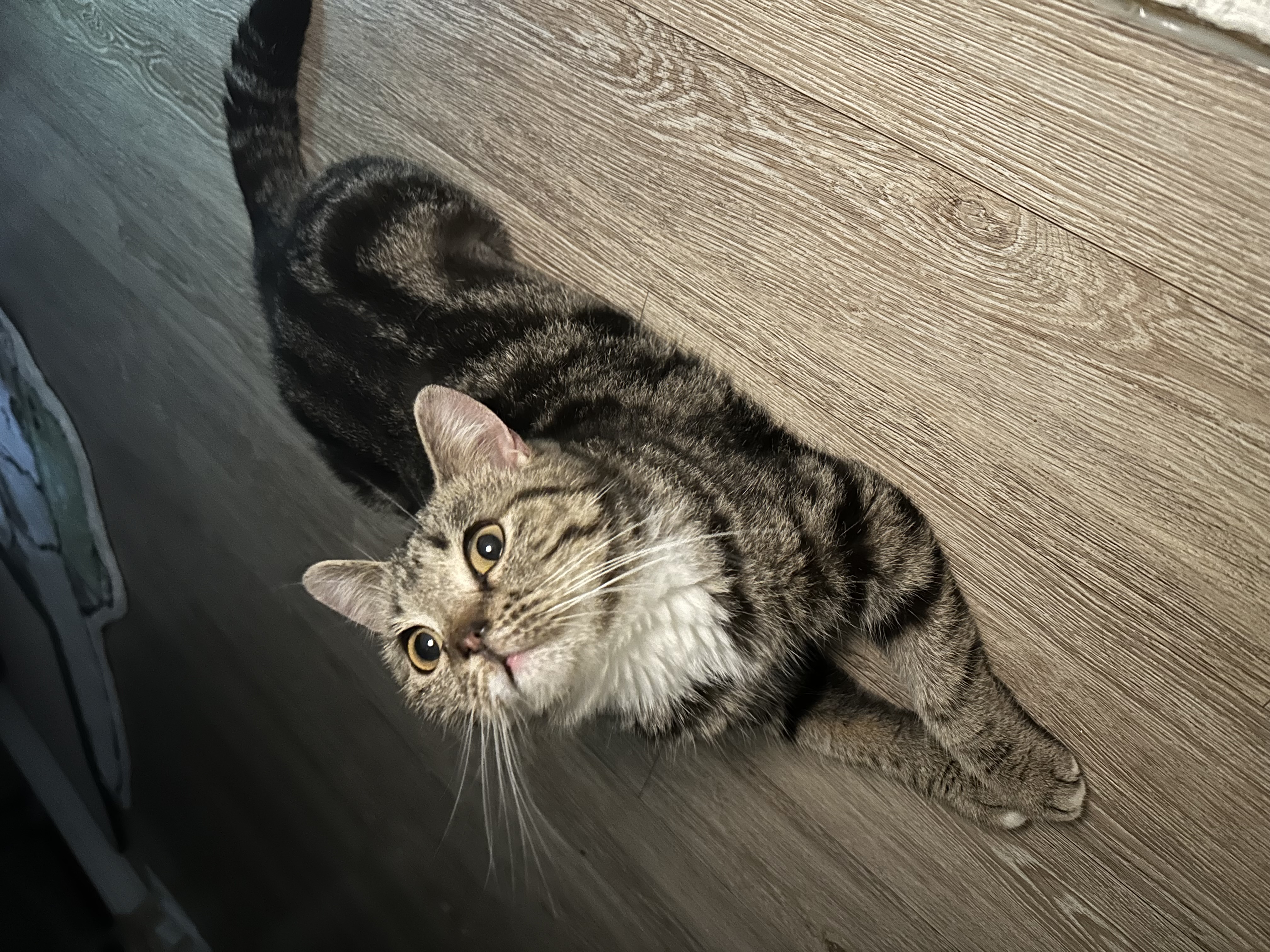 아슬이 입양 일주일차 후기 입니다:)