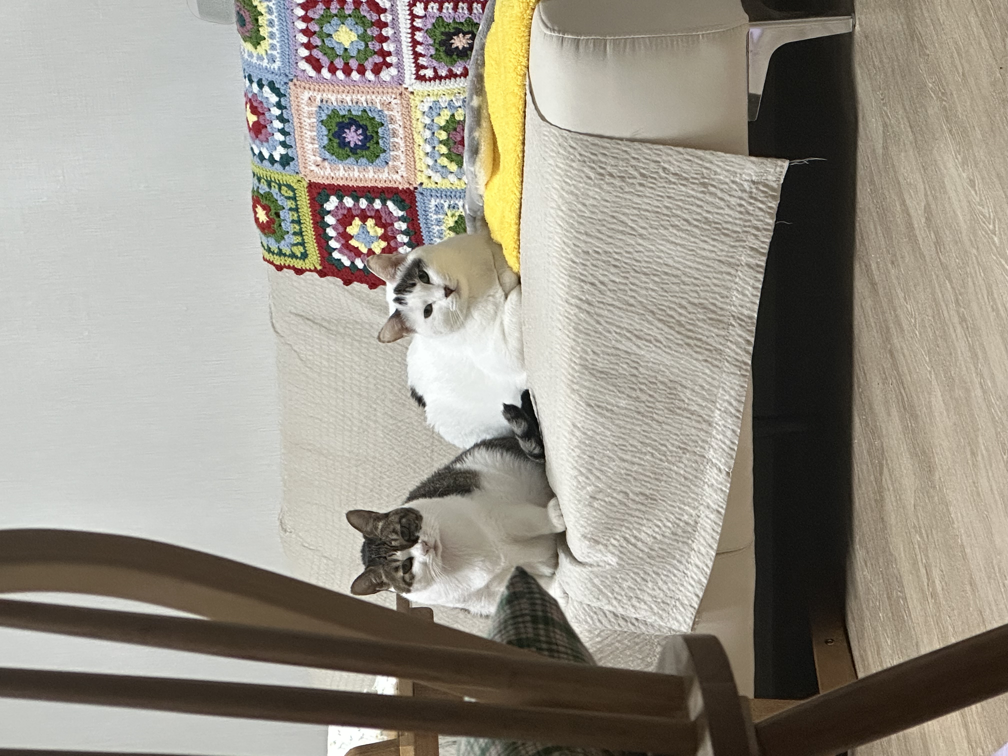 아슬이 입양 일주일차 후기 입니다:)