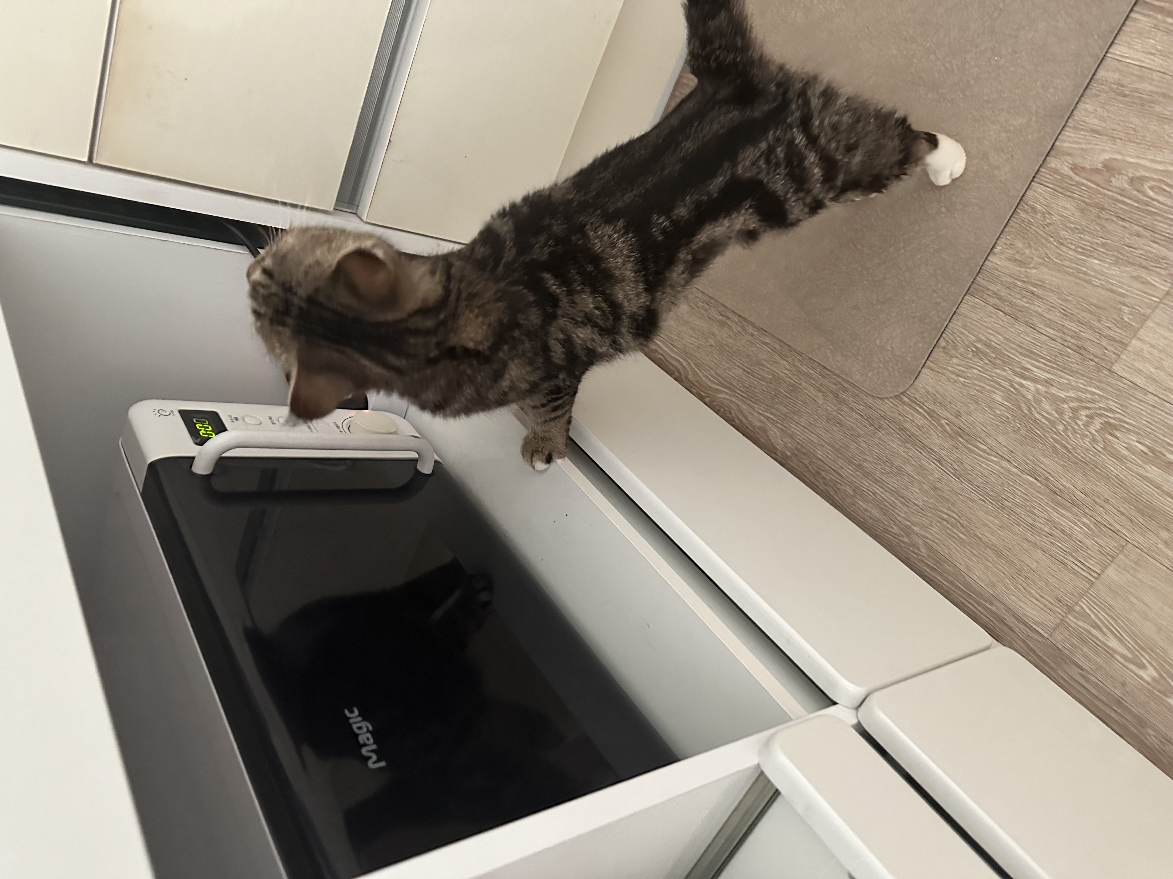 아슬이 입양 일주일차 후기 입니다:)