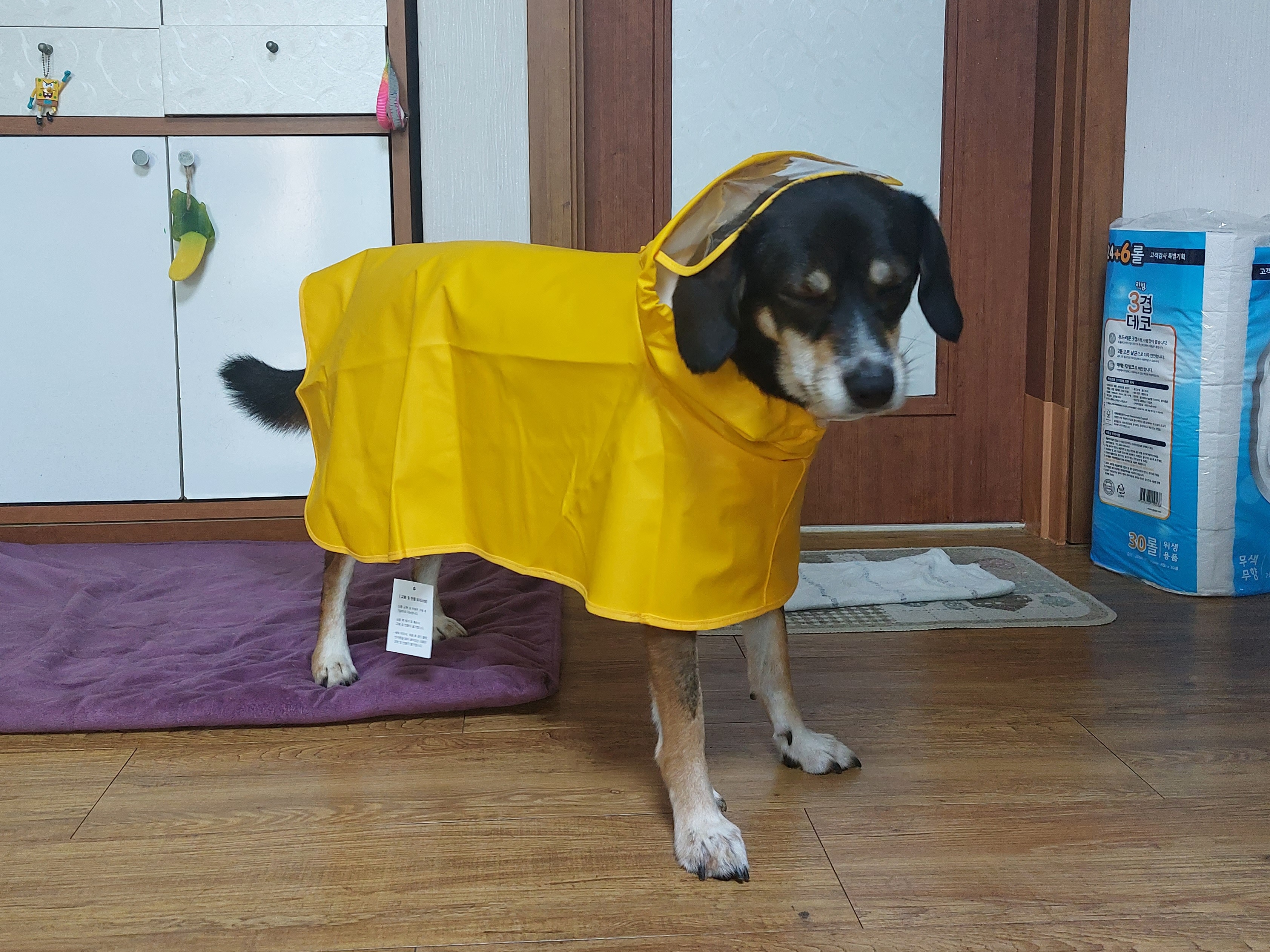 멍돌이가 까미가 된지 벌써 3년