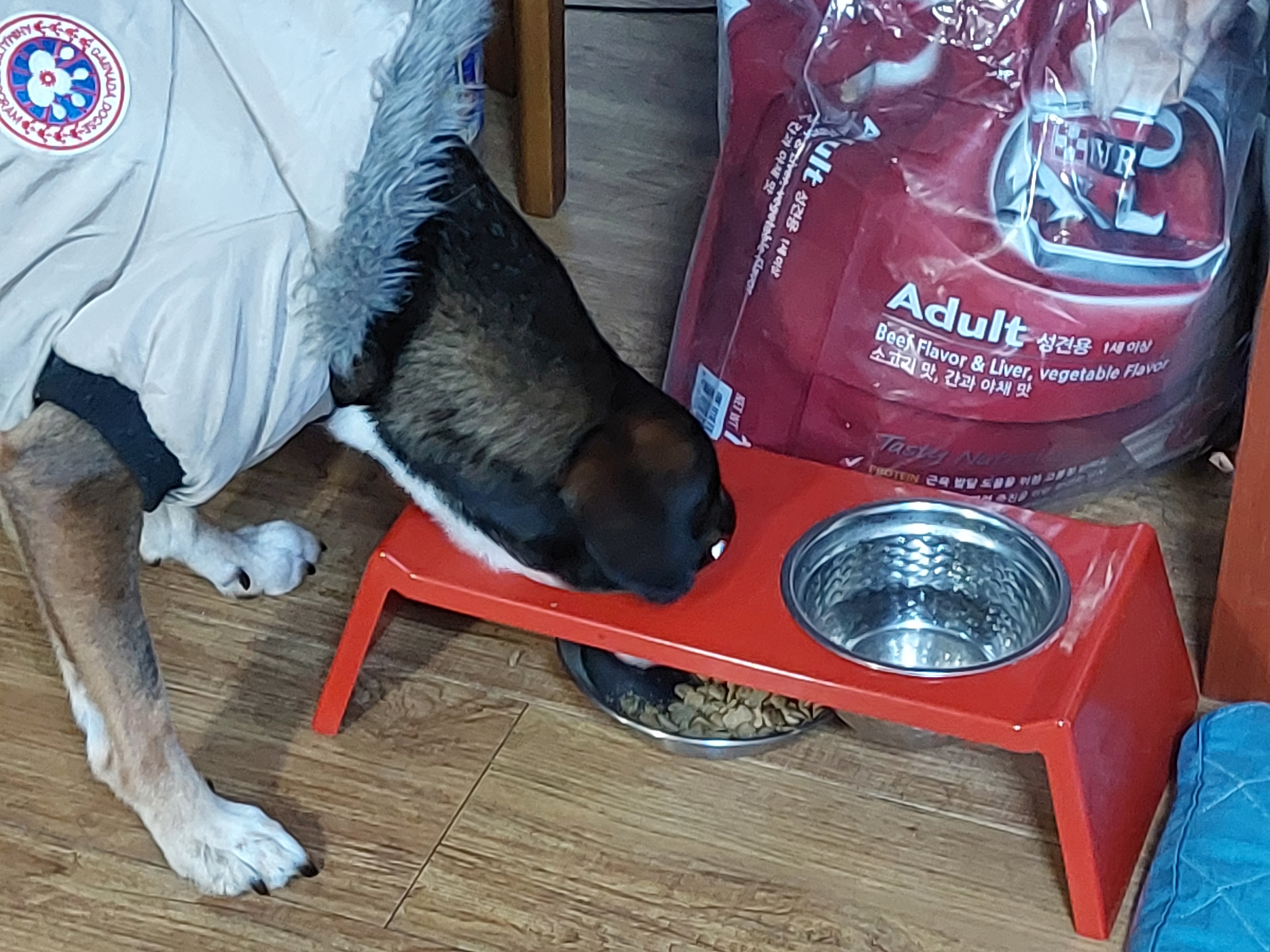 멍돌이가 까미가 된지 벌써 3년