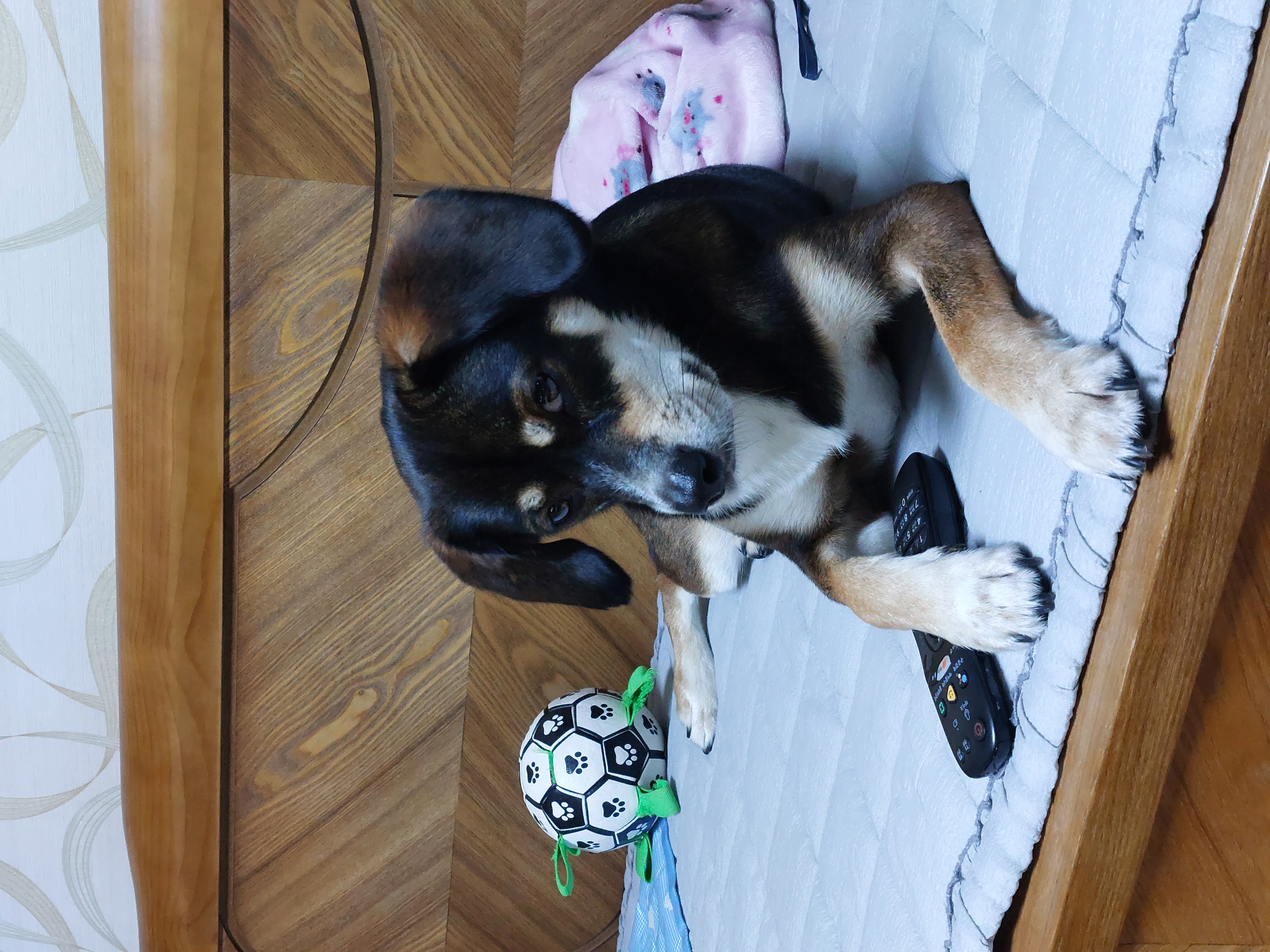 멍돌이가 까미가 된지 벌써 3년