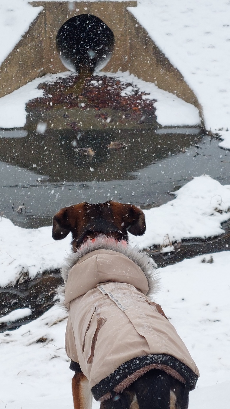 멍돌이가 까미가 된지 벌써 3년