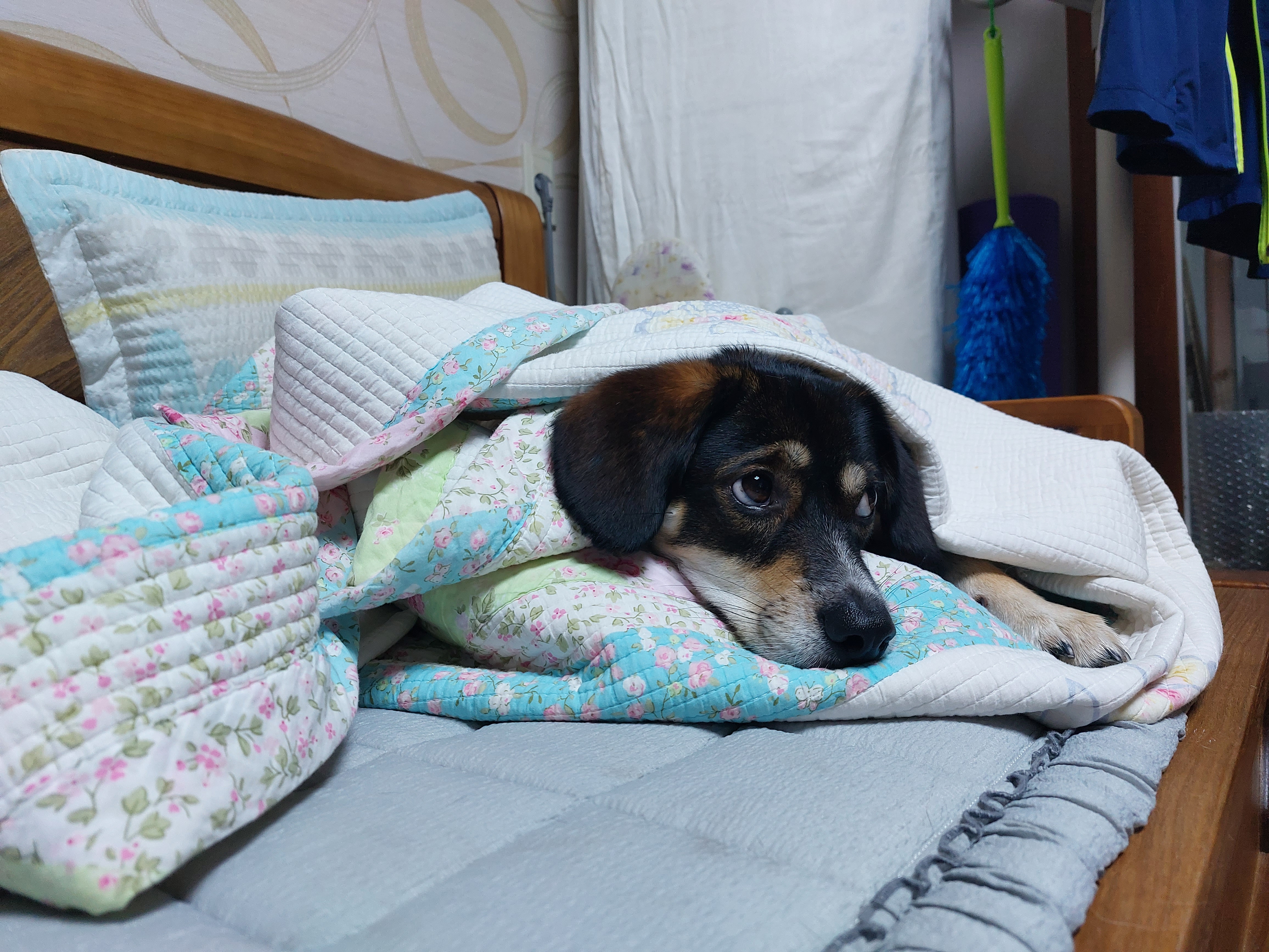 멍돌이가 까미가 된지 벌써 3년