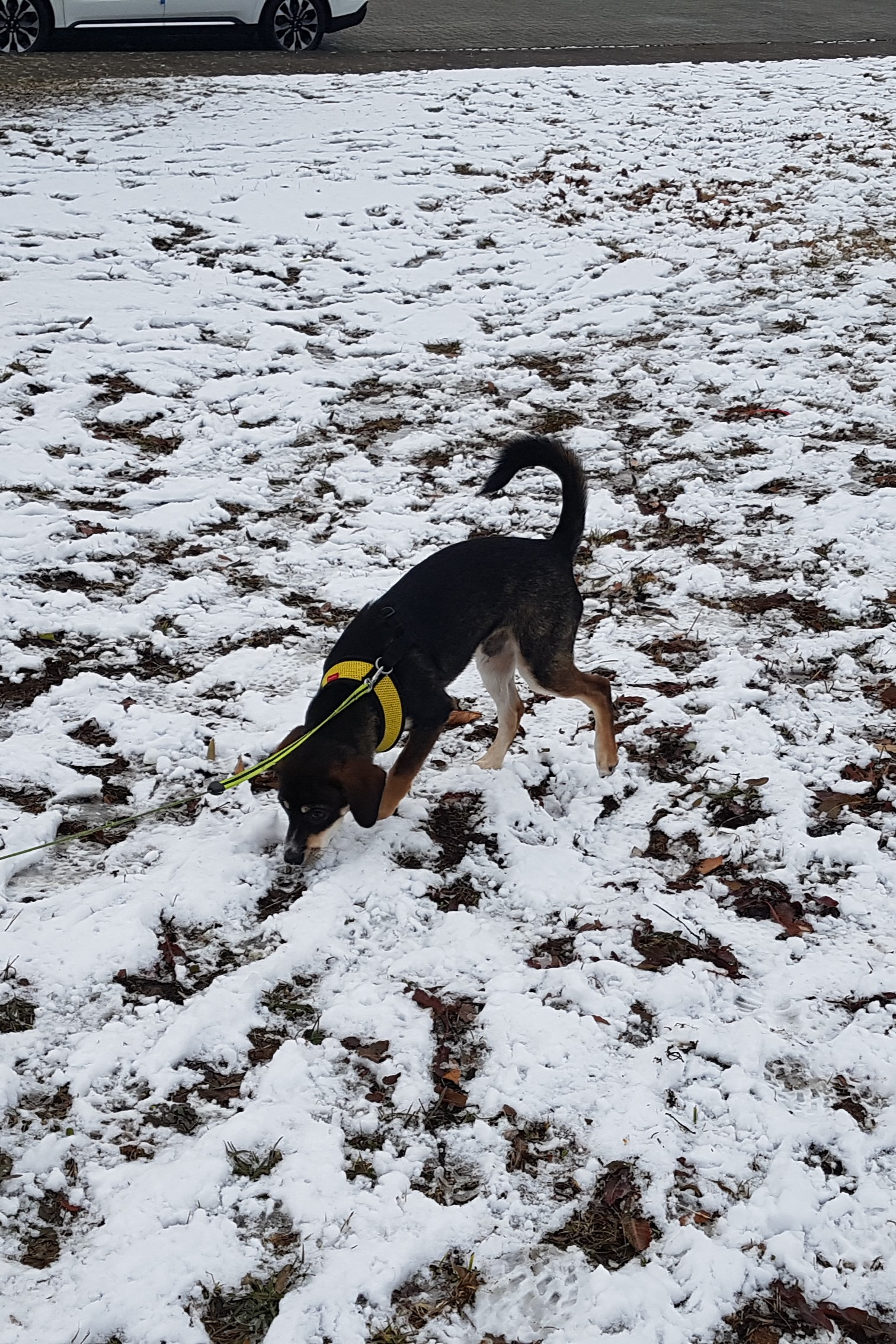 멍돌이가 까미가 된지 벌써 3년