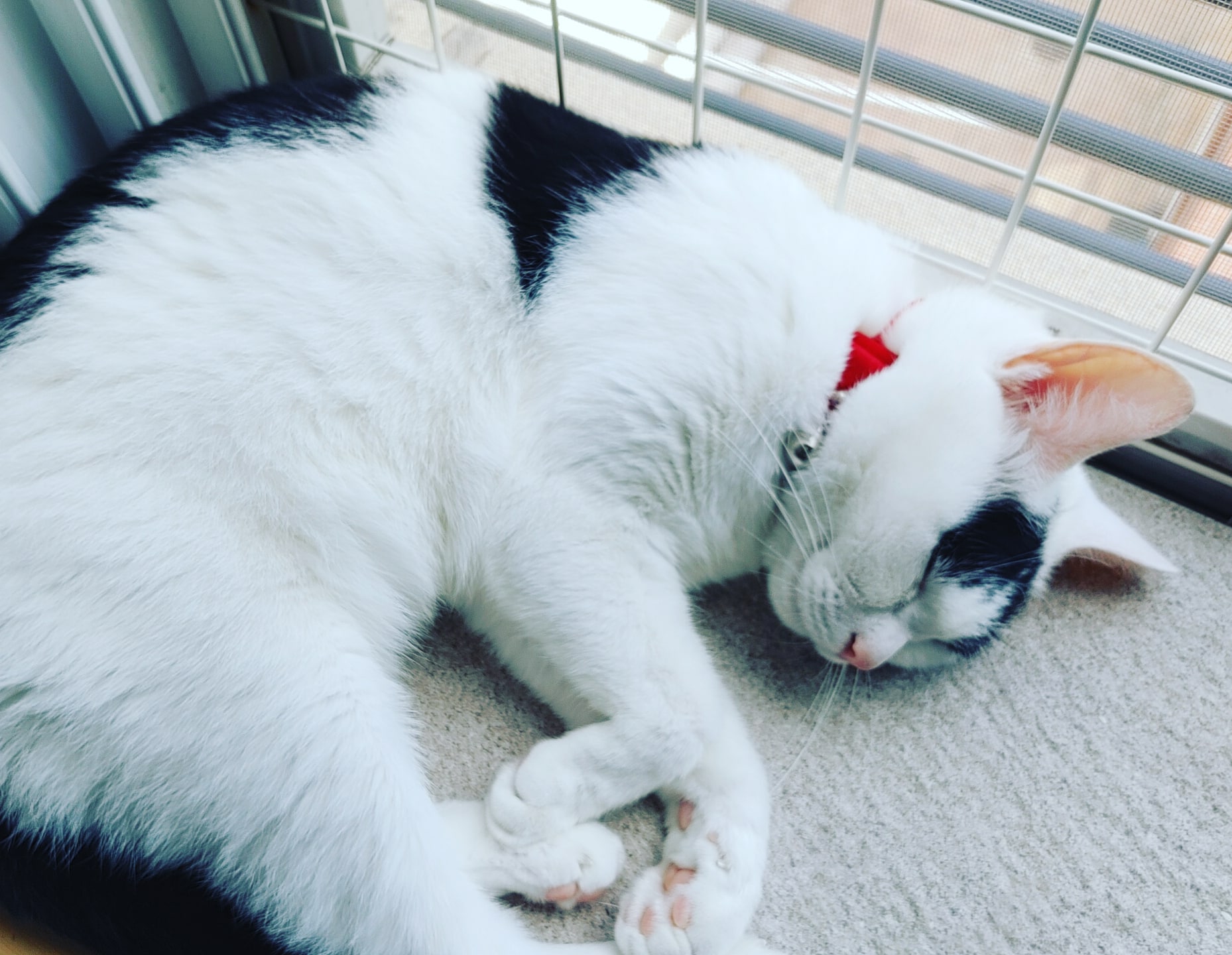 하니영이 예쁜우리애기들 좀 보세요~