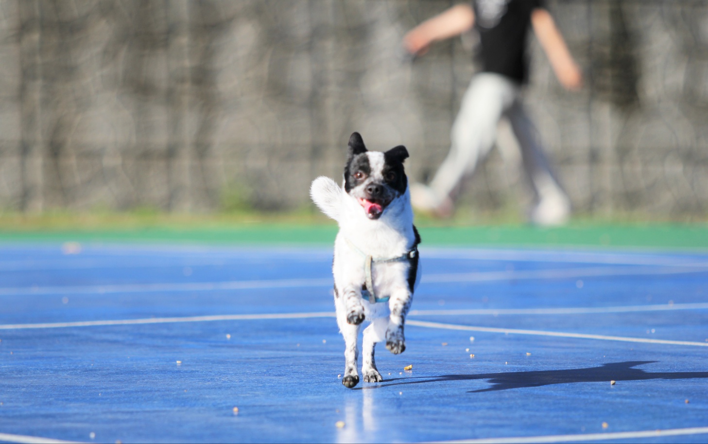 쿠키 2주년 입양후기~~~
