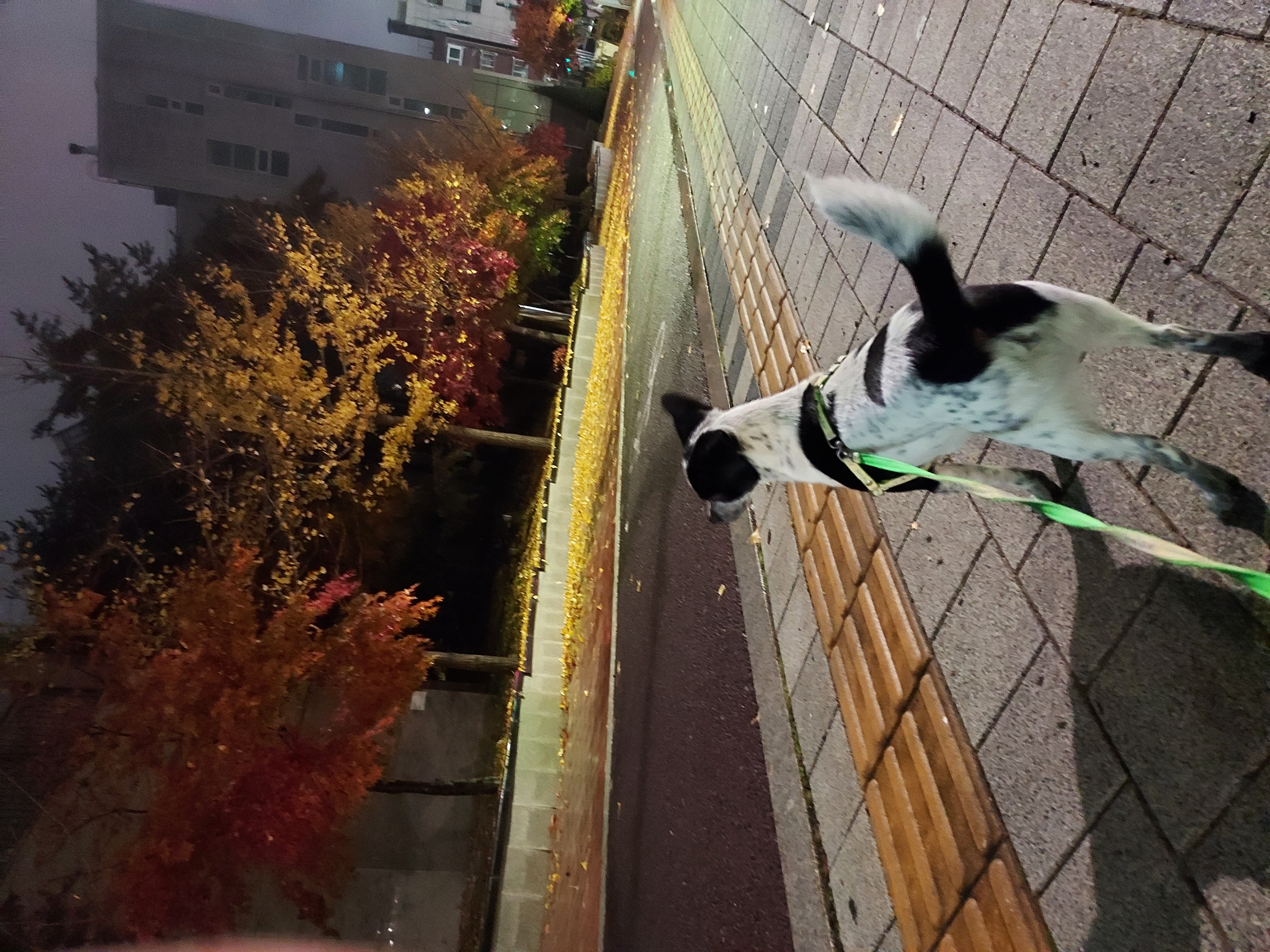 쿠키 2주년 입양후기~~~