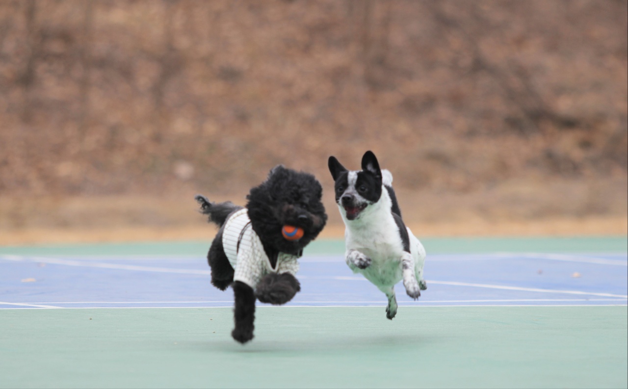 쿠키 2주년 입양후기~~~