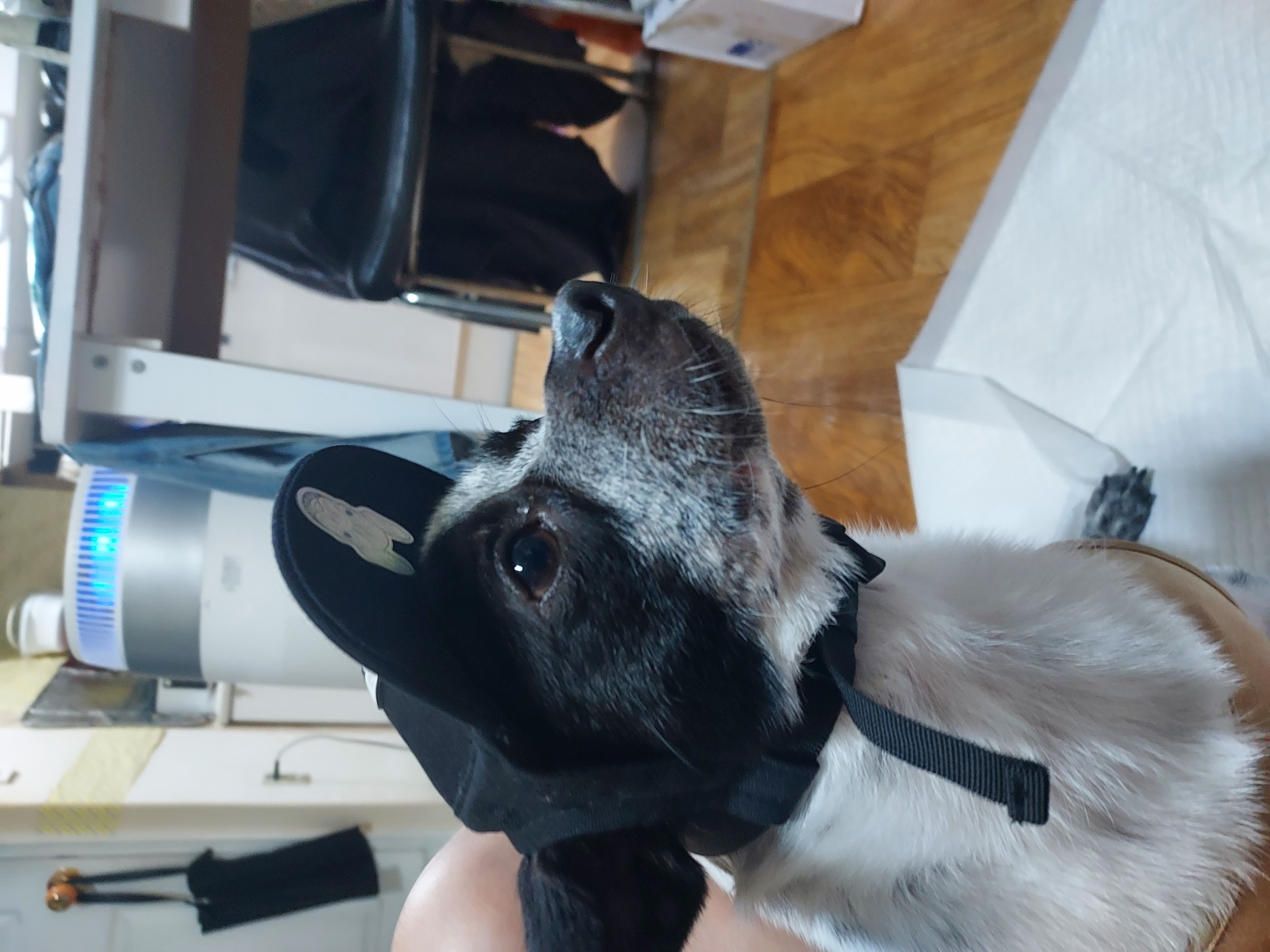 쿠키 2주년 입양후기~~~