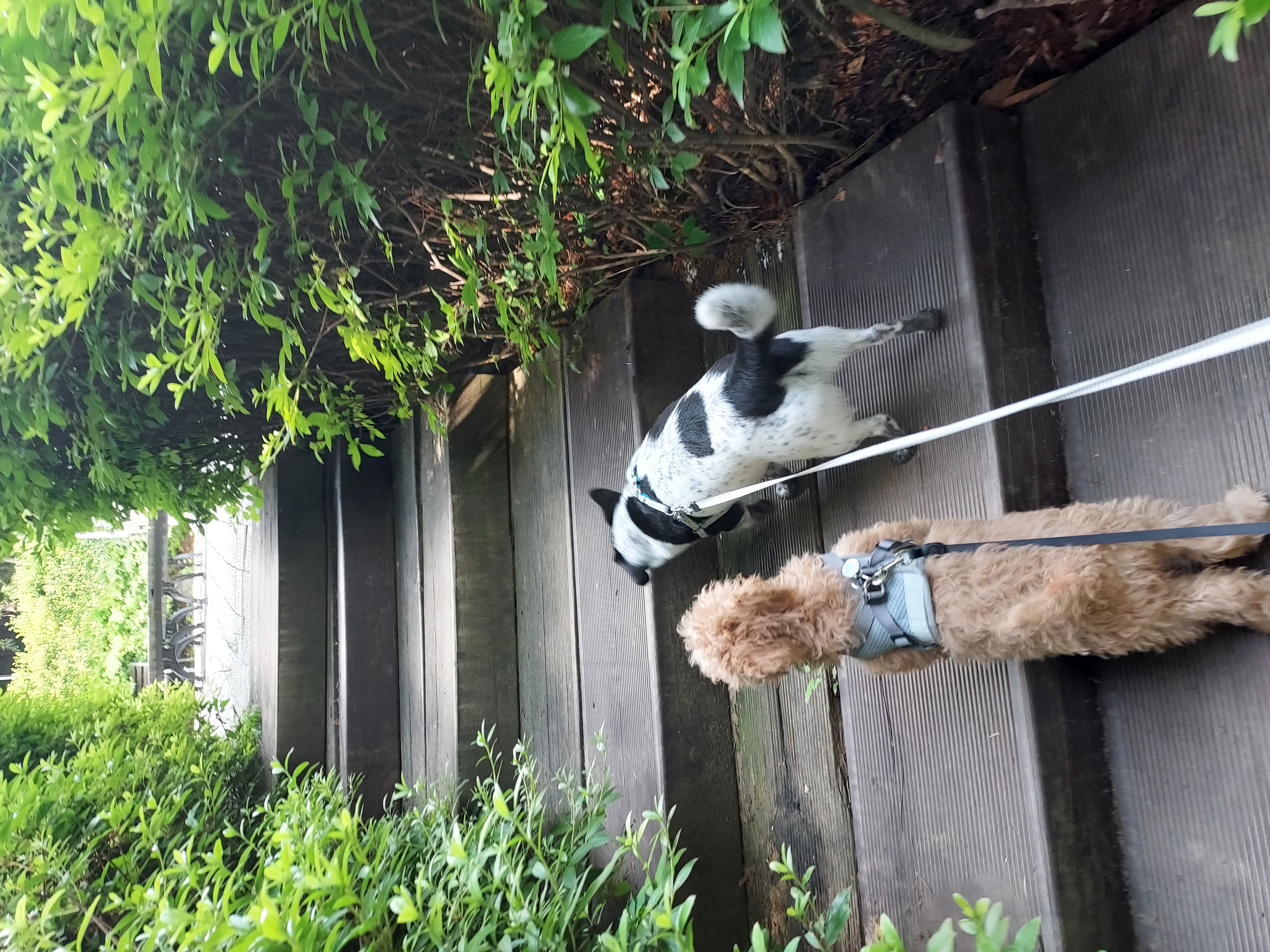 쿠키 2주년 입양후기~~~