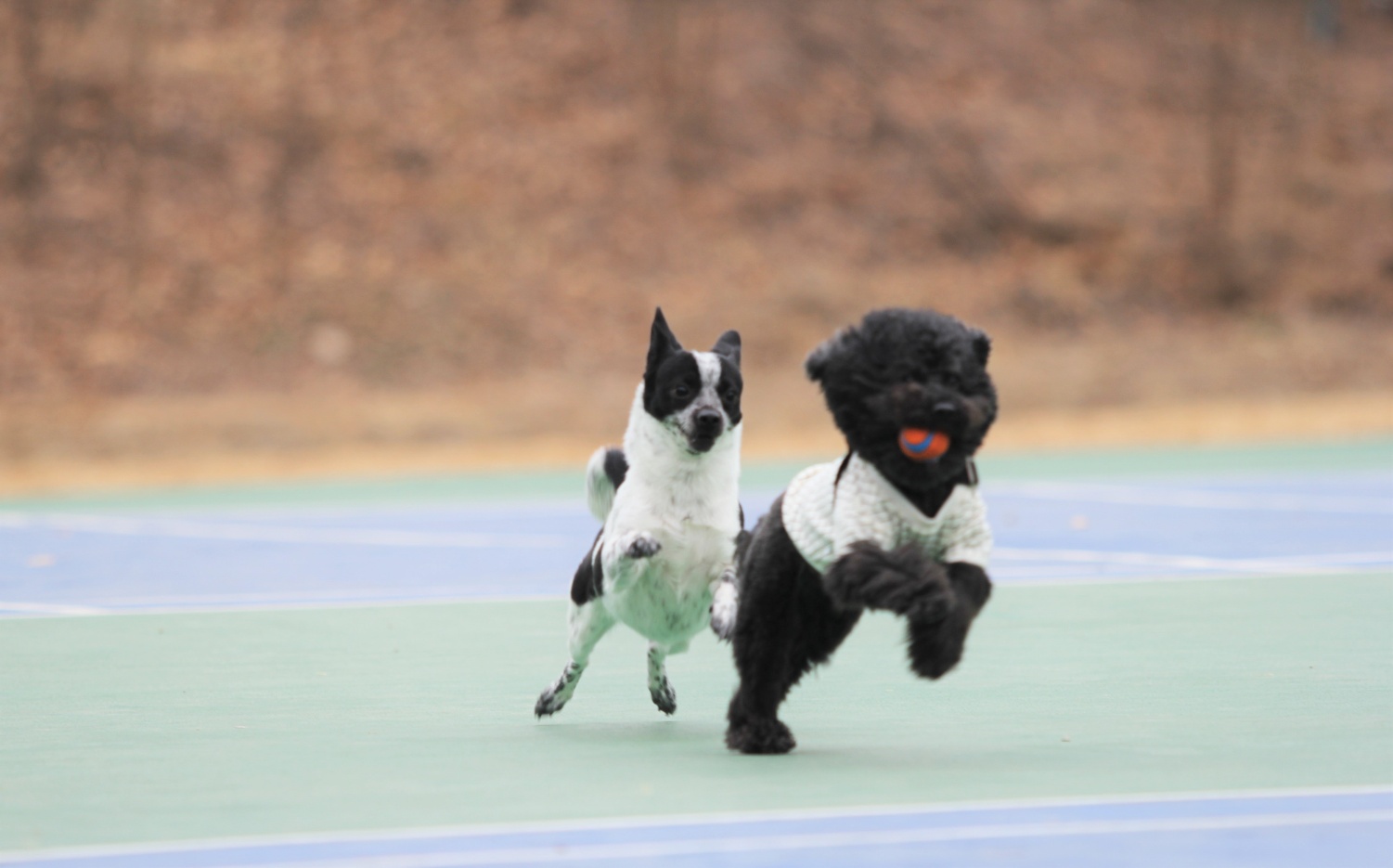 쿠키 2주년 입양후기~~~