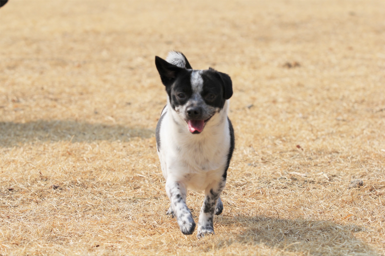 쿠키 2주년 입양후기~~~