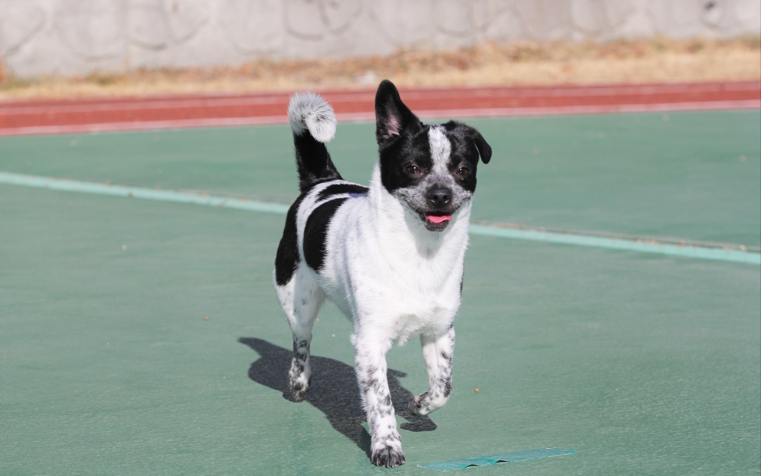 쿠키 2주년 입양후기~~~