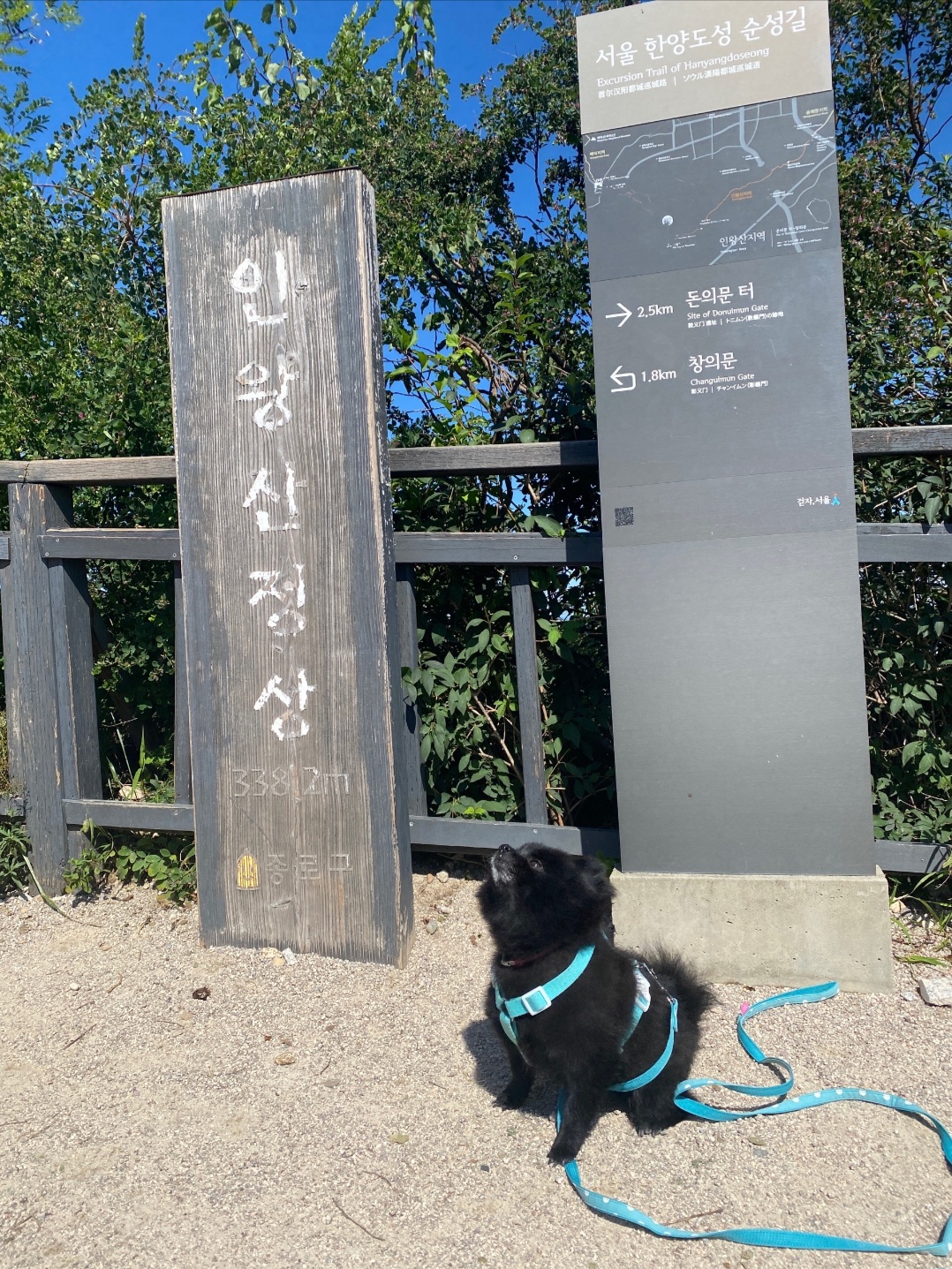 포포(구 포4)와 가족이 된지 5주년이 되었습니다