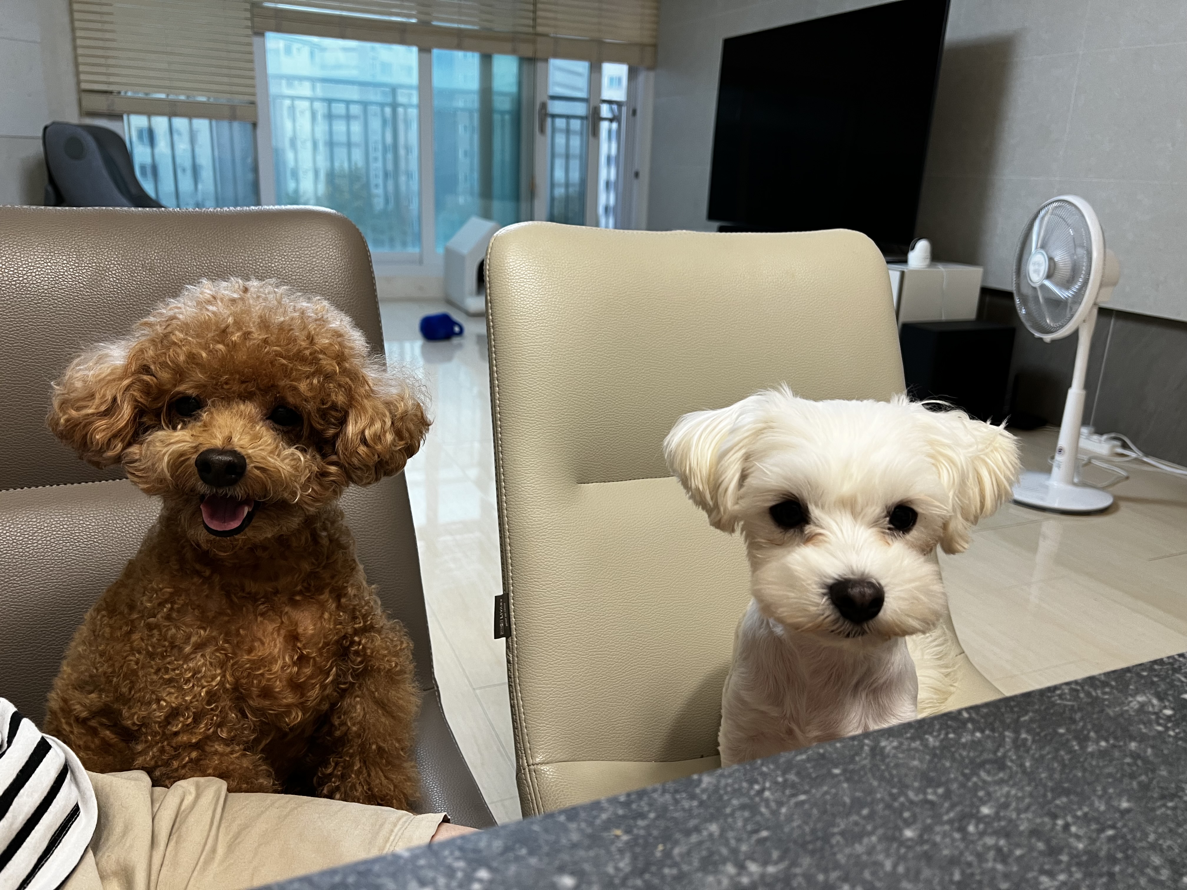 롱지(말캉이)와의 입양 3개월