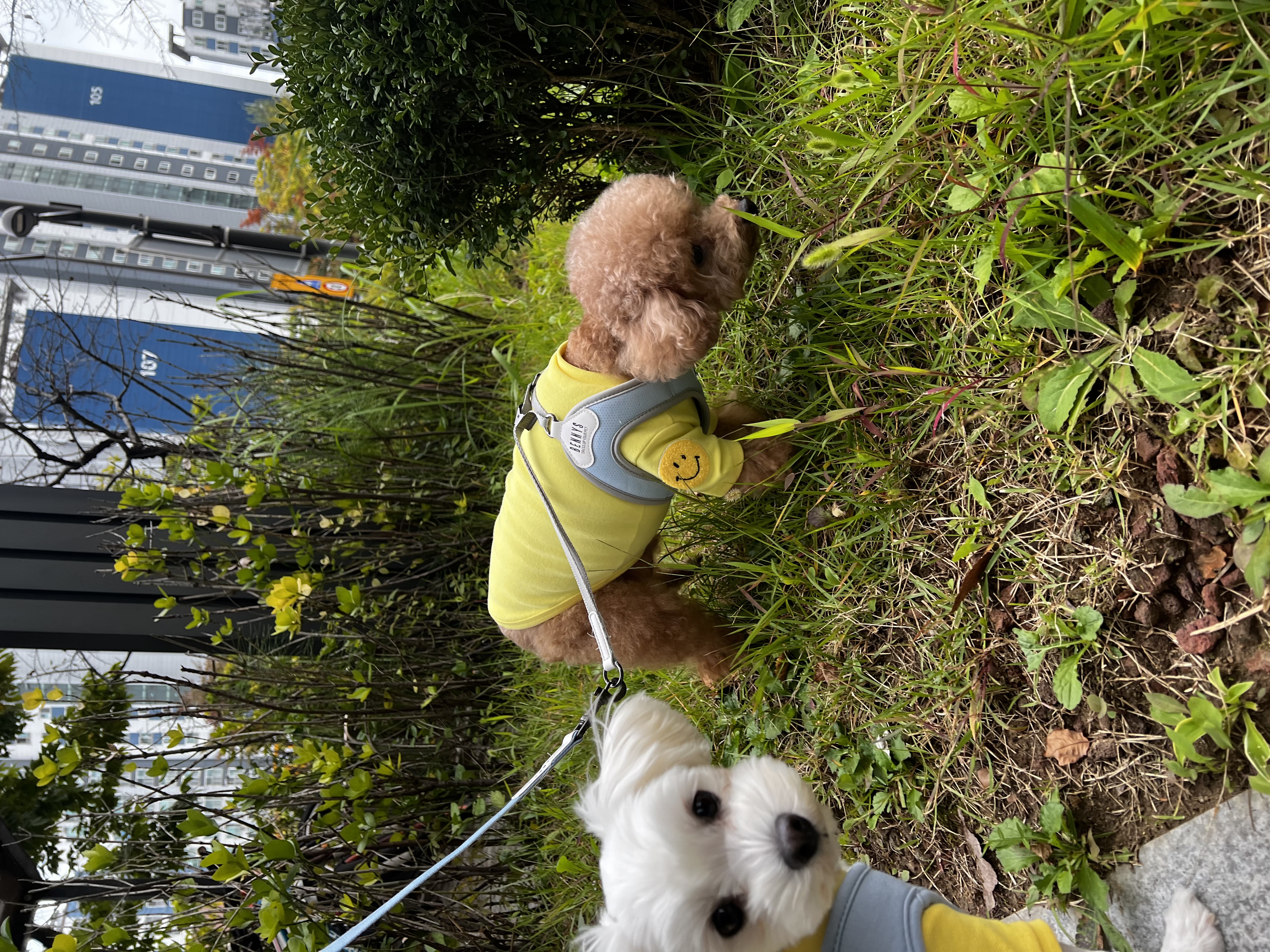 롱지(말캉이)와의 입양 3개월