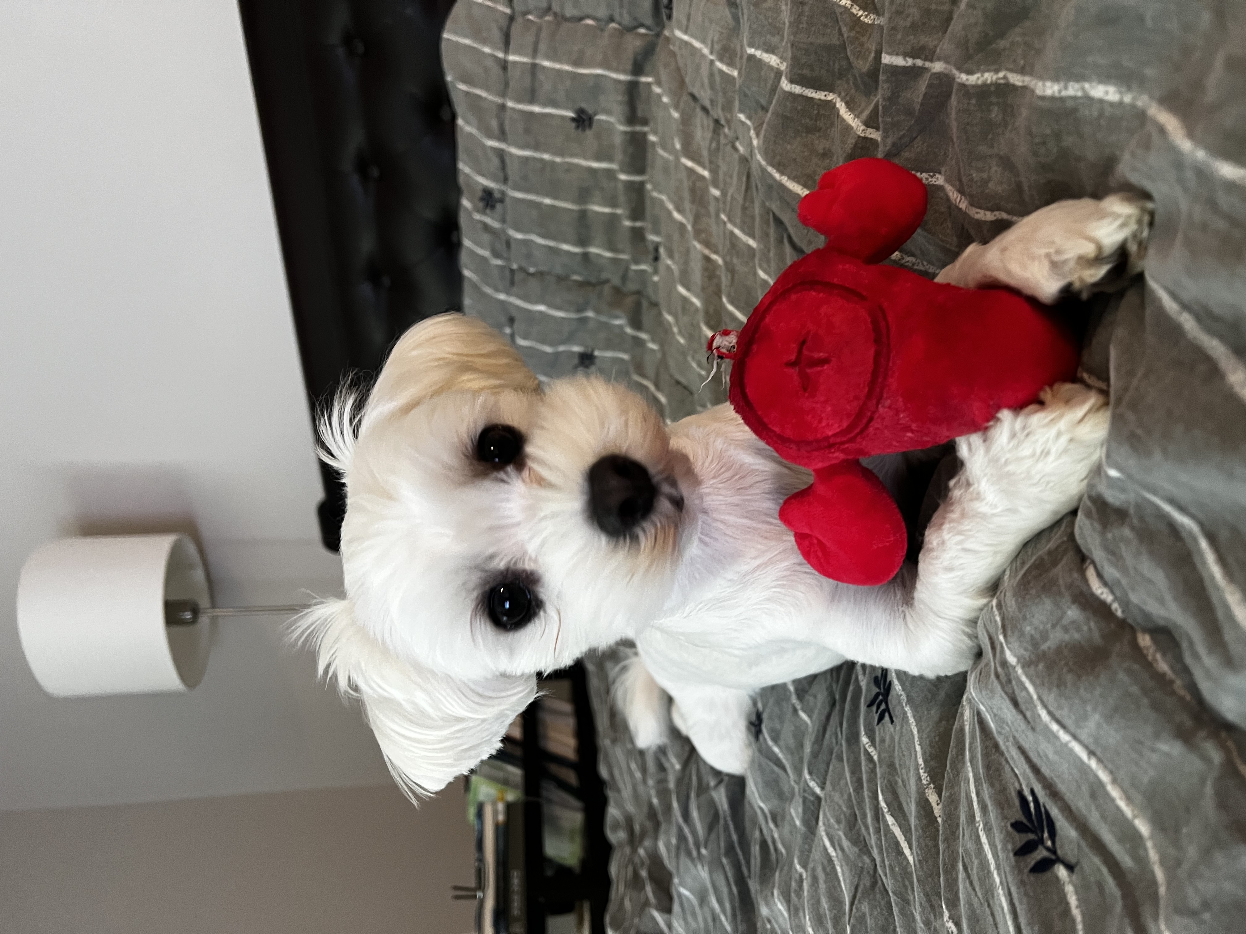 롱지(말캉이)와의 입양 3개월