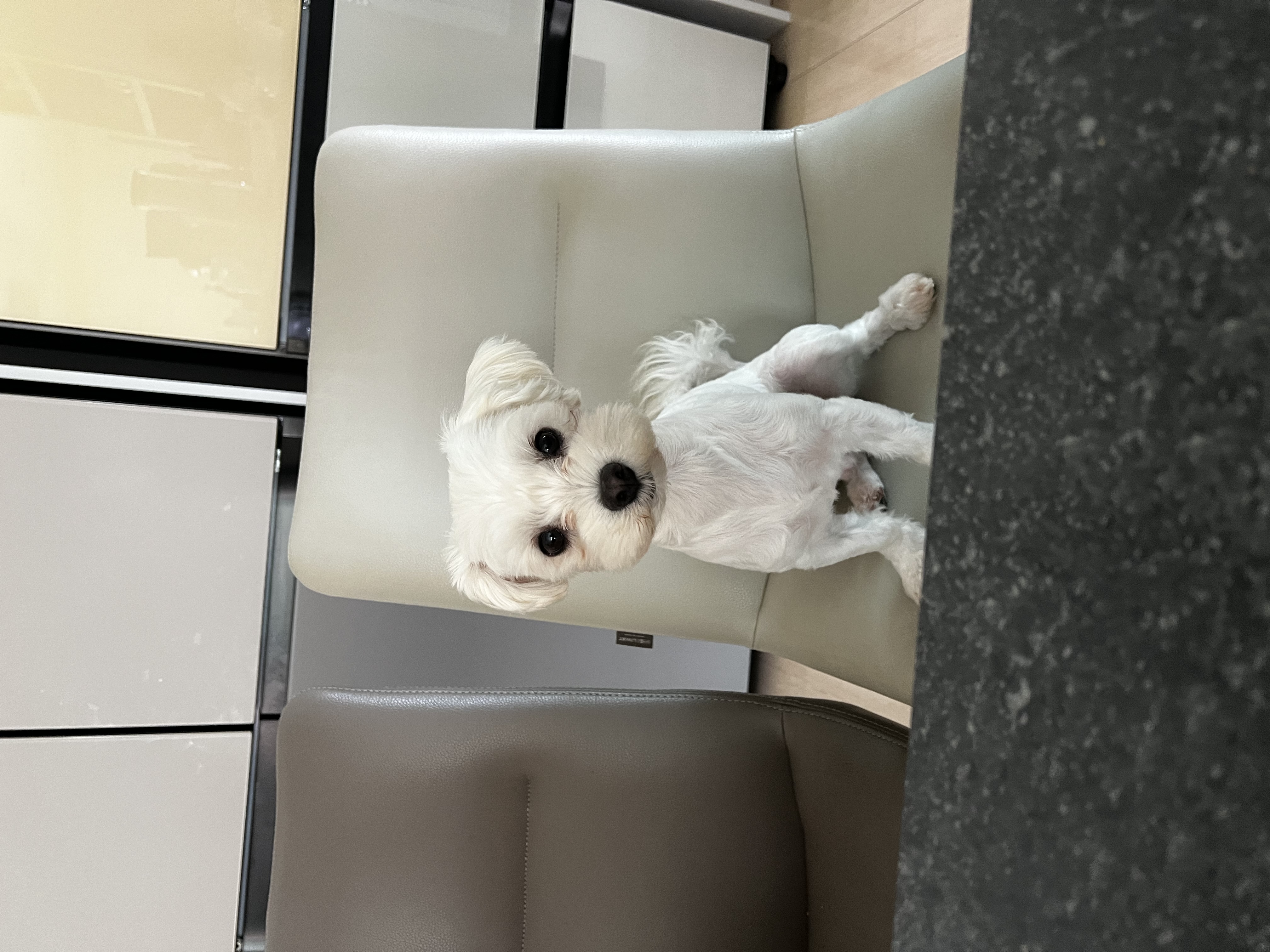 롱지(말캉이)와의 입양 3개월