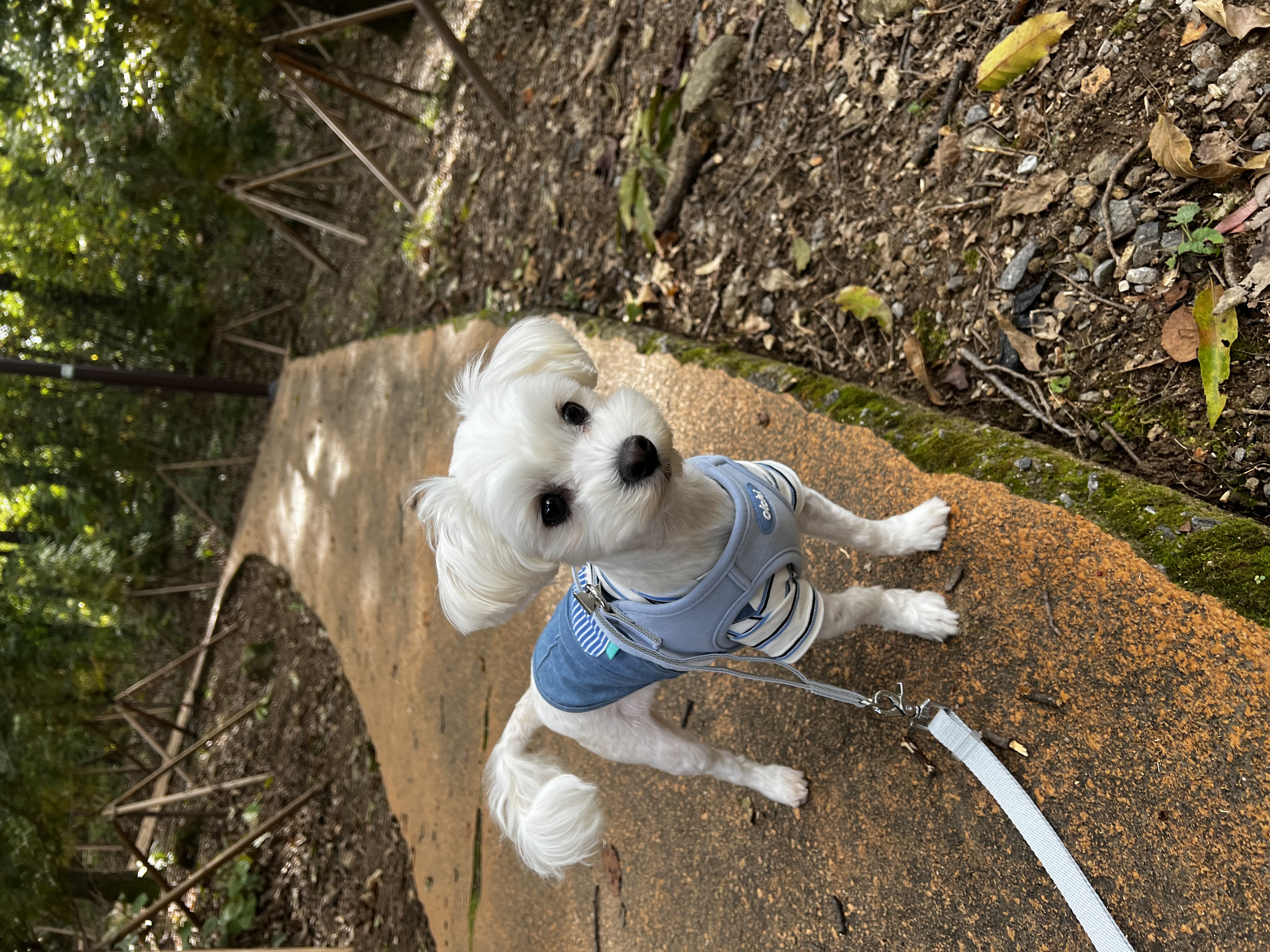 롱지(말캉이)와의 입양 3개월