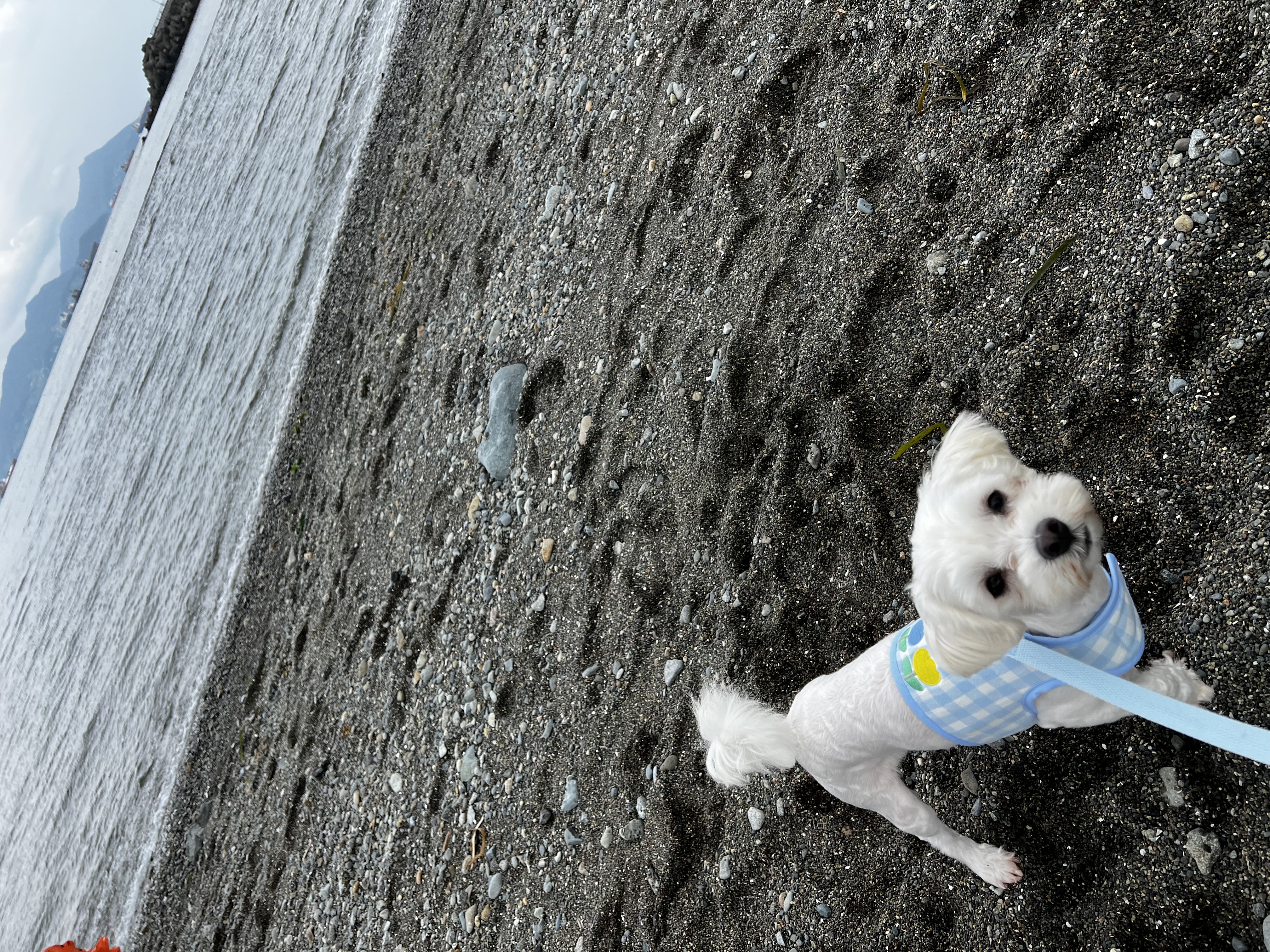 롱지(말캉이)와의 입양 3개월