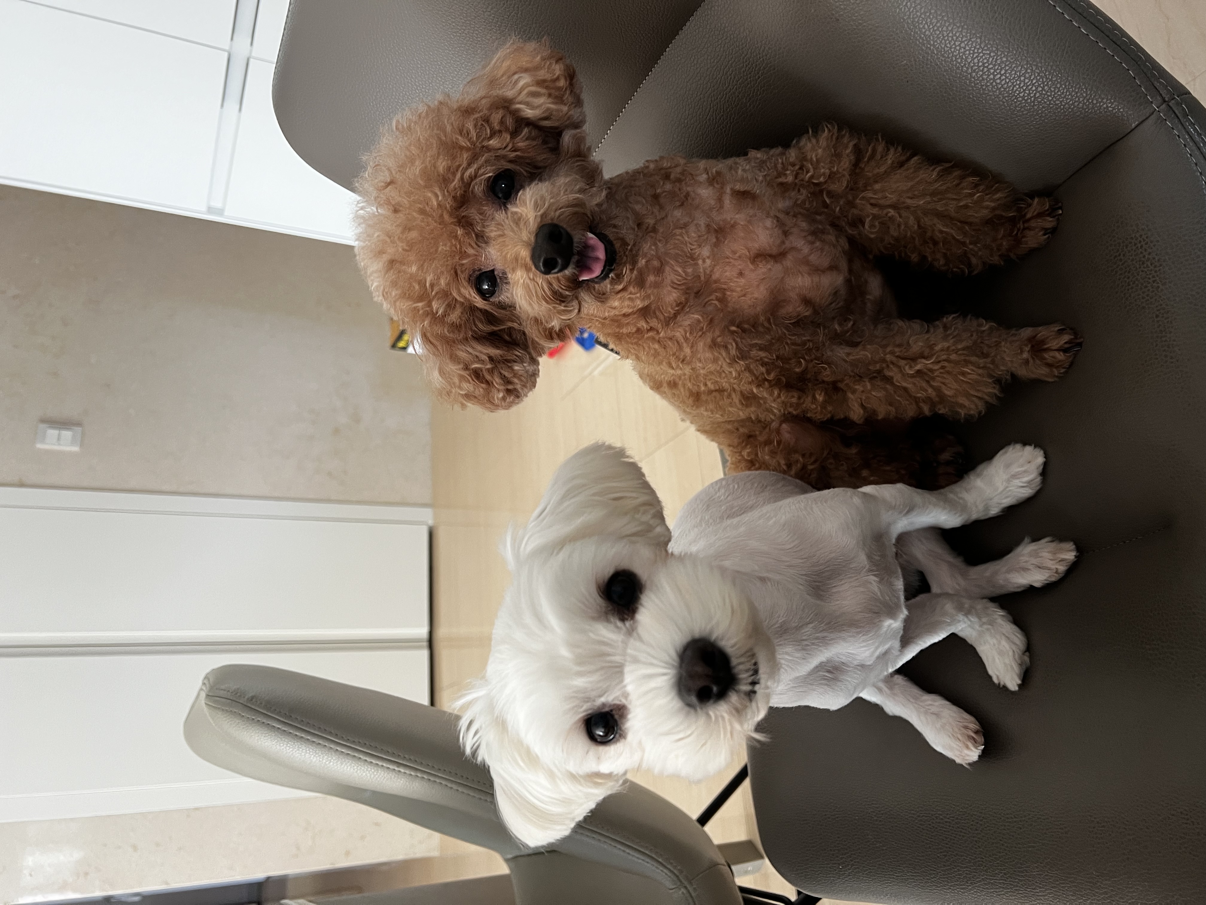 롱지(말캉이)와의 입양 3개월