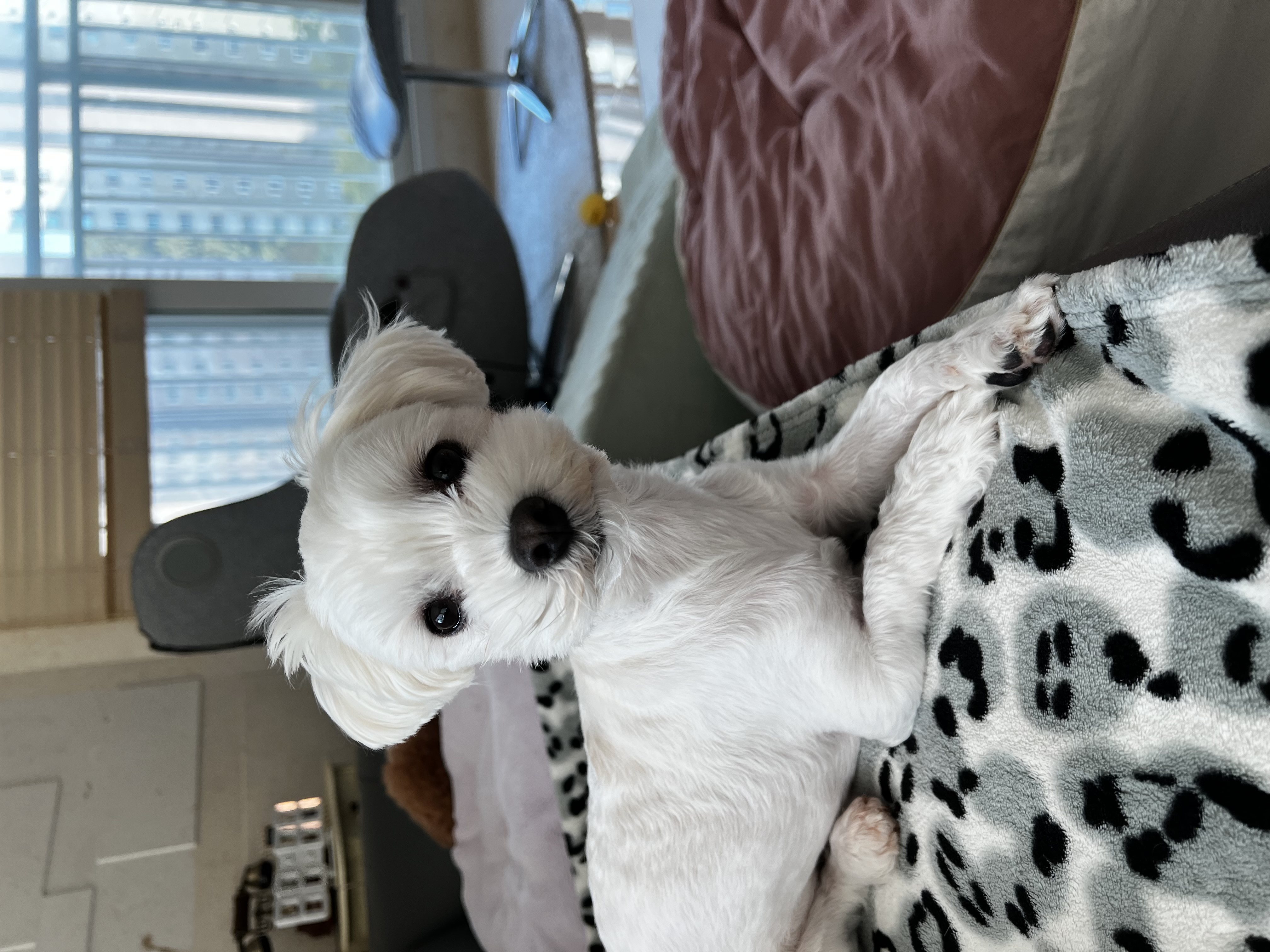 롱지(말캉이)와의 입양 3개월