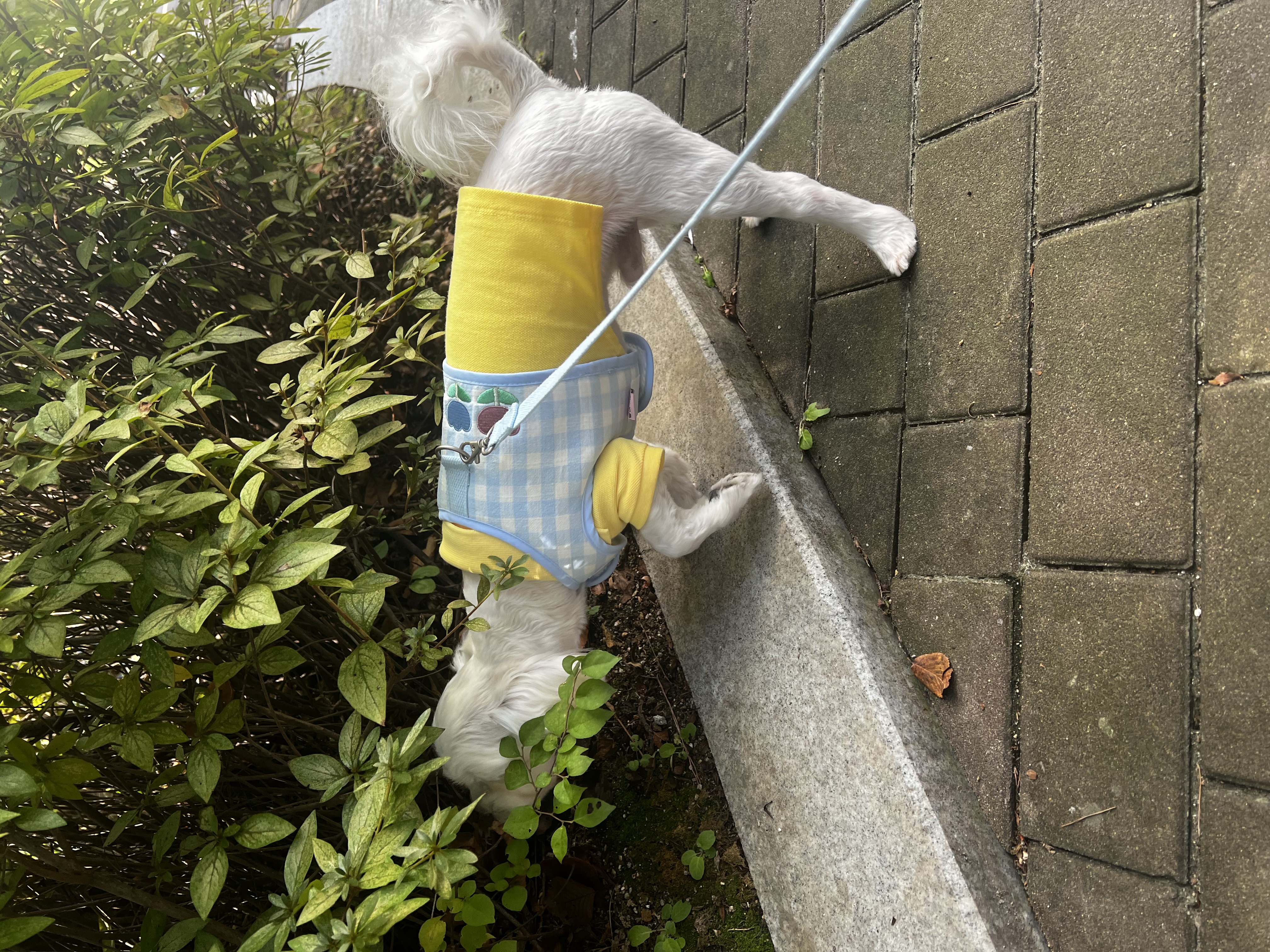 롱지(말캉이)와의 입양 3개월