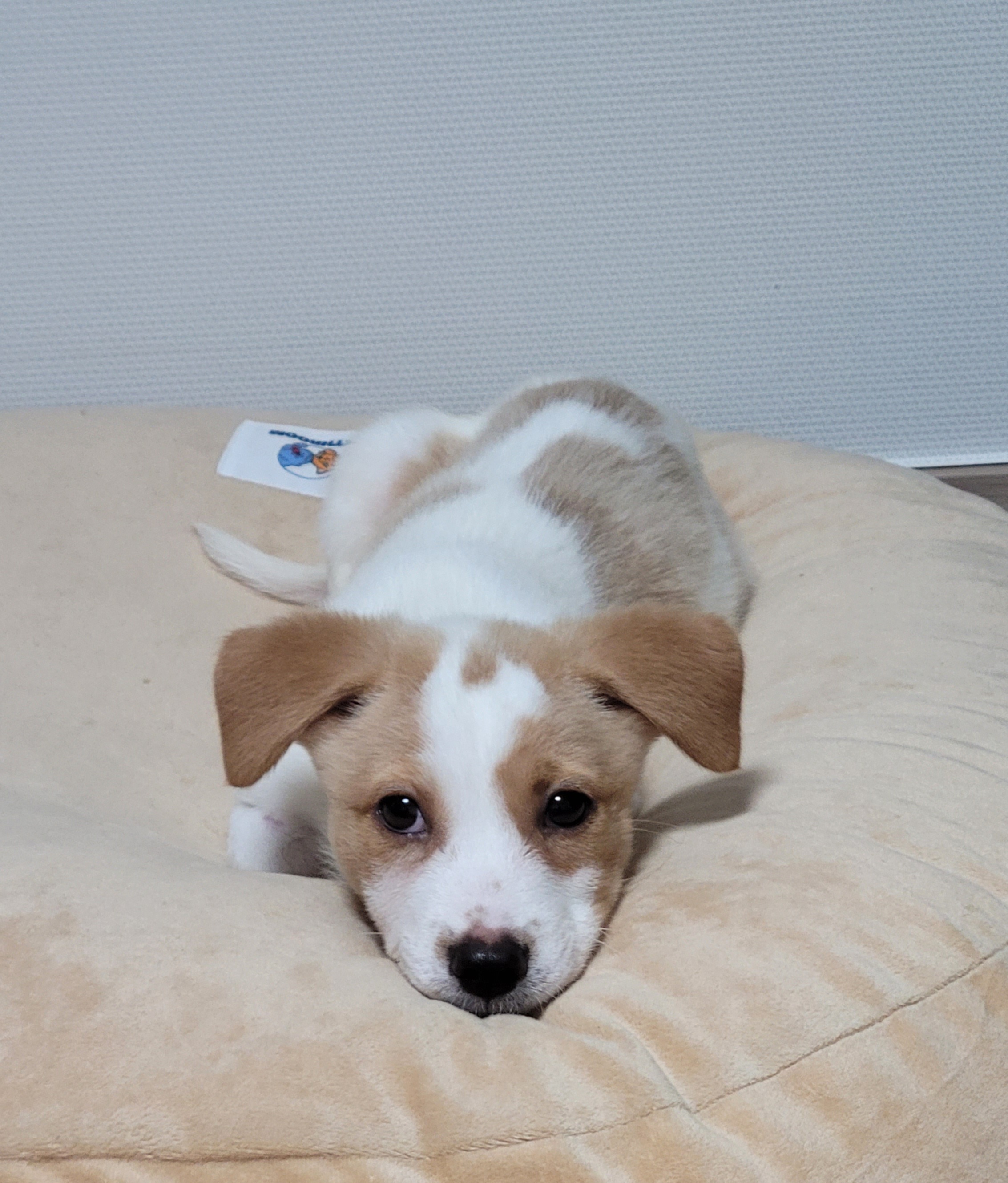 가을이 (연빛이)