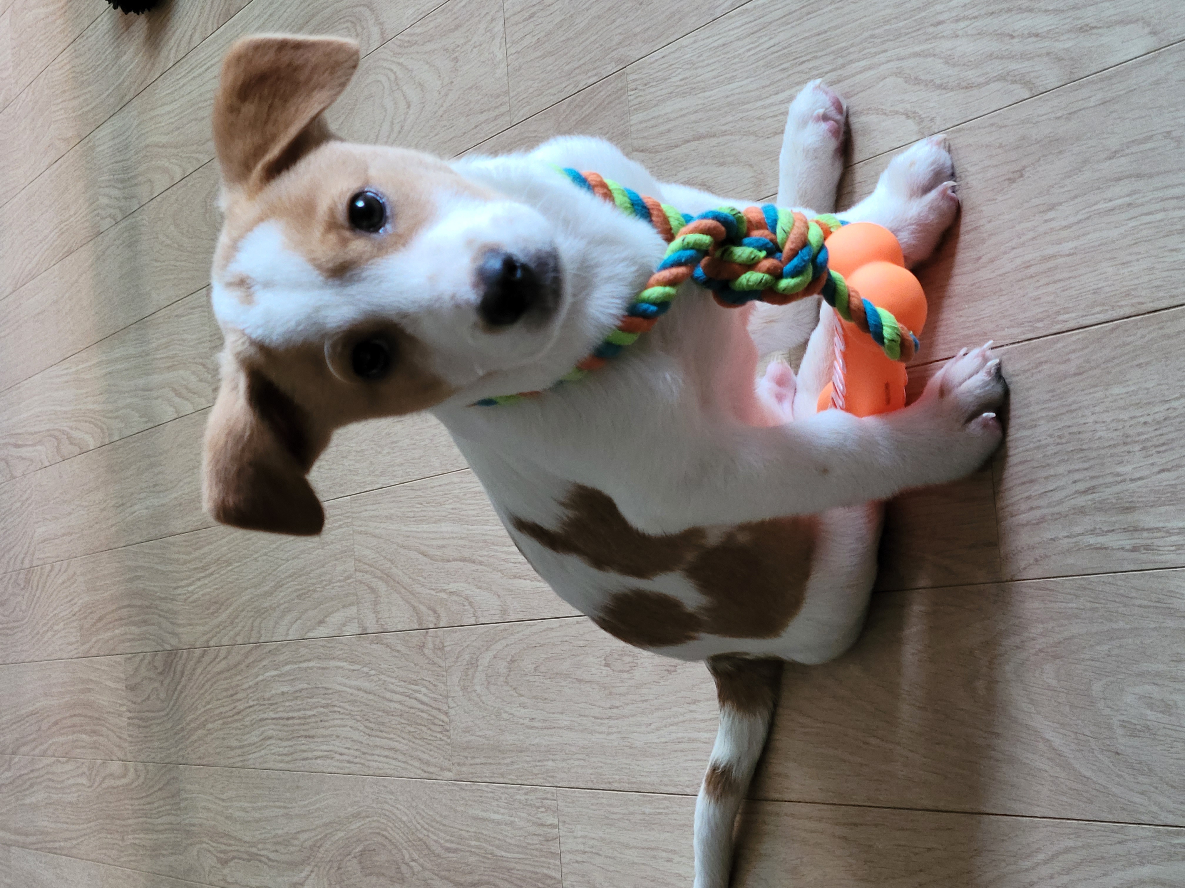 가을이 (연빛이)