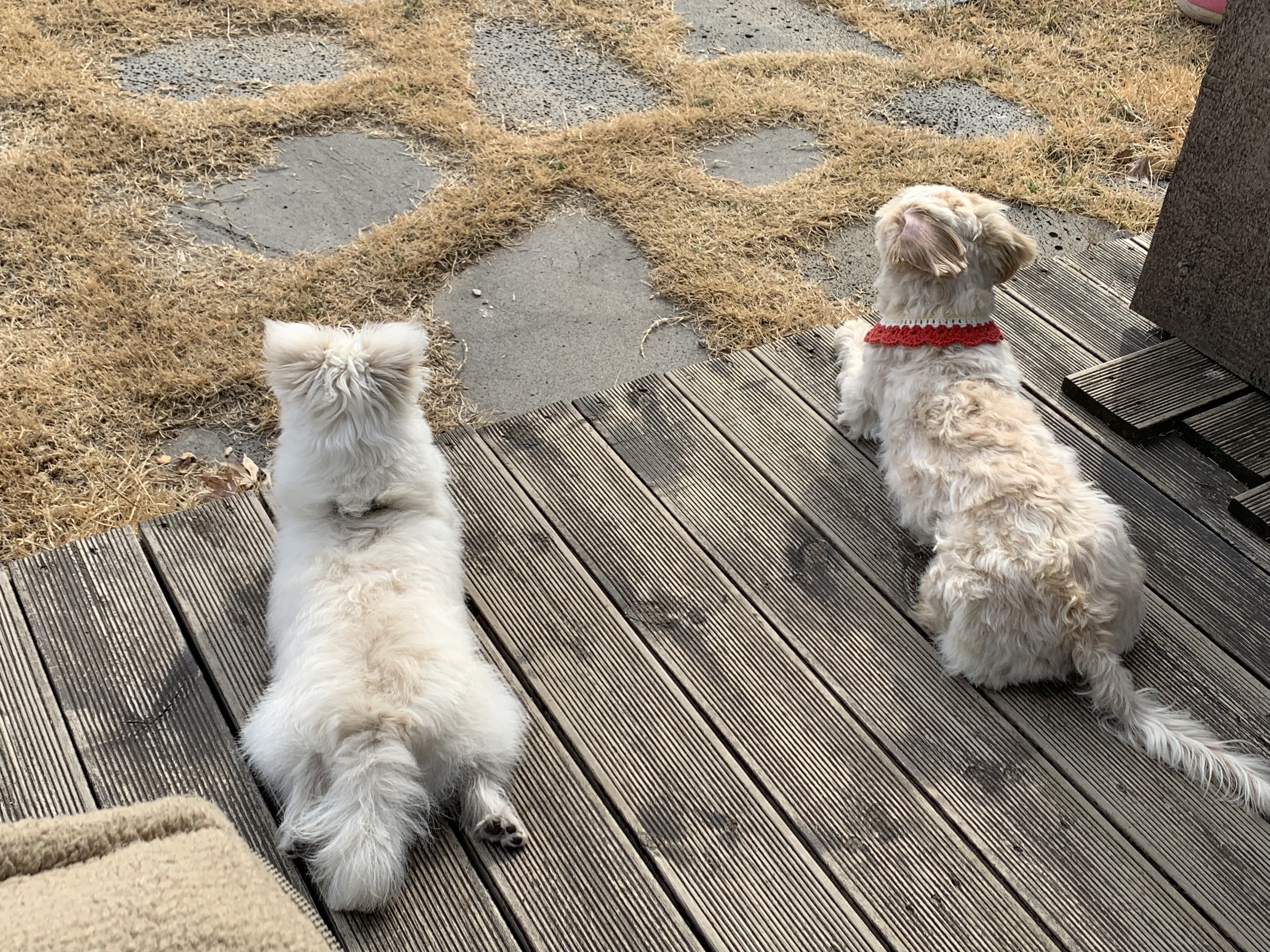 두리(소일이) 1년 이야기 