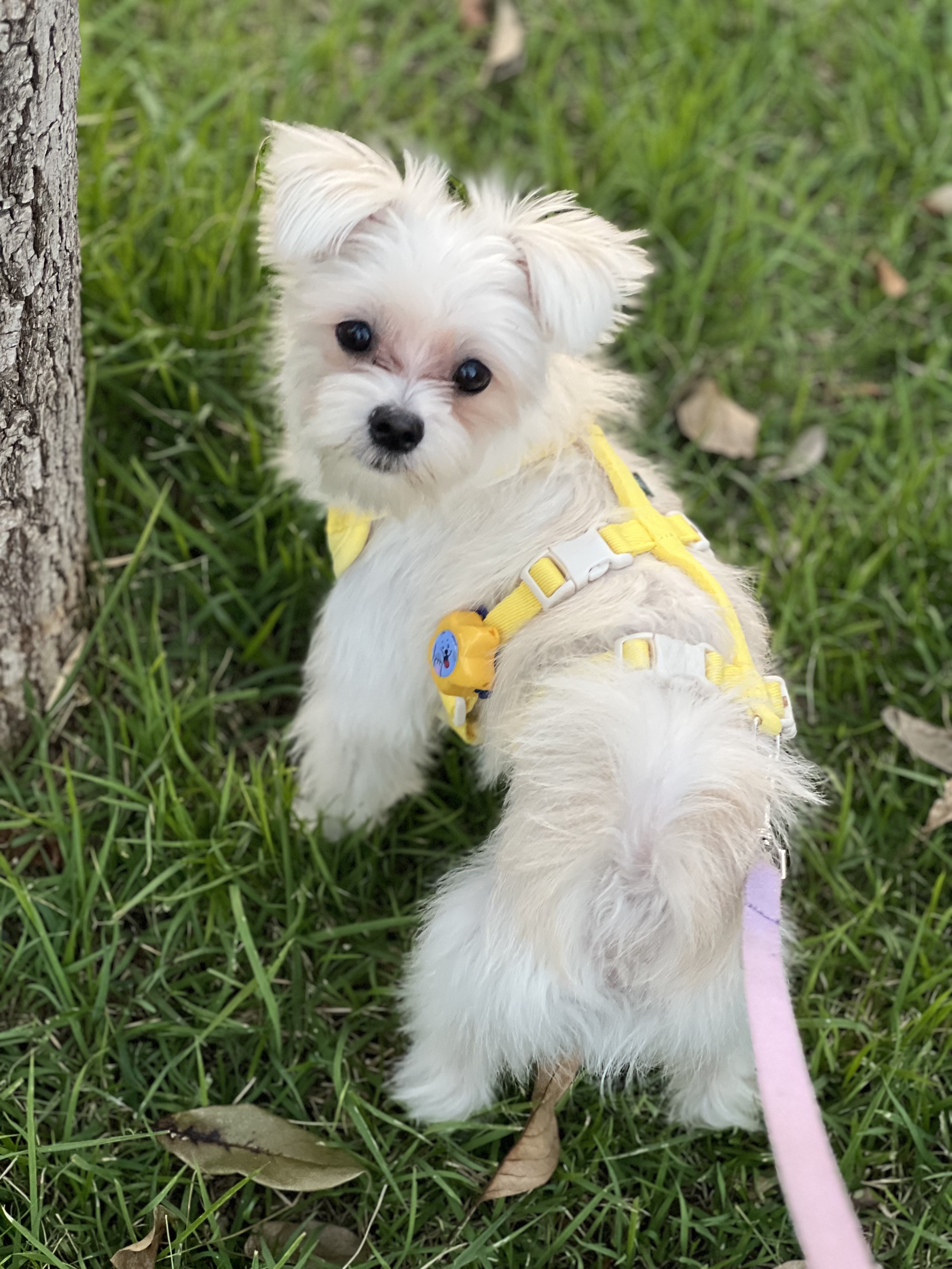 두리(소일이) 1년 이야기 