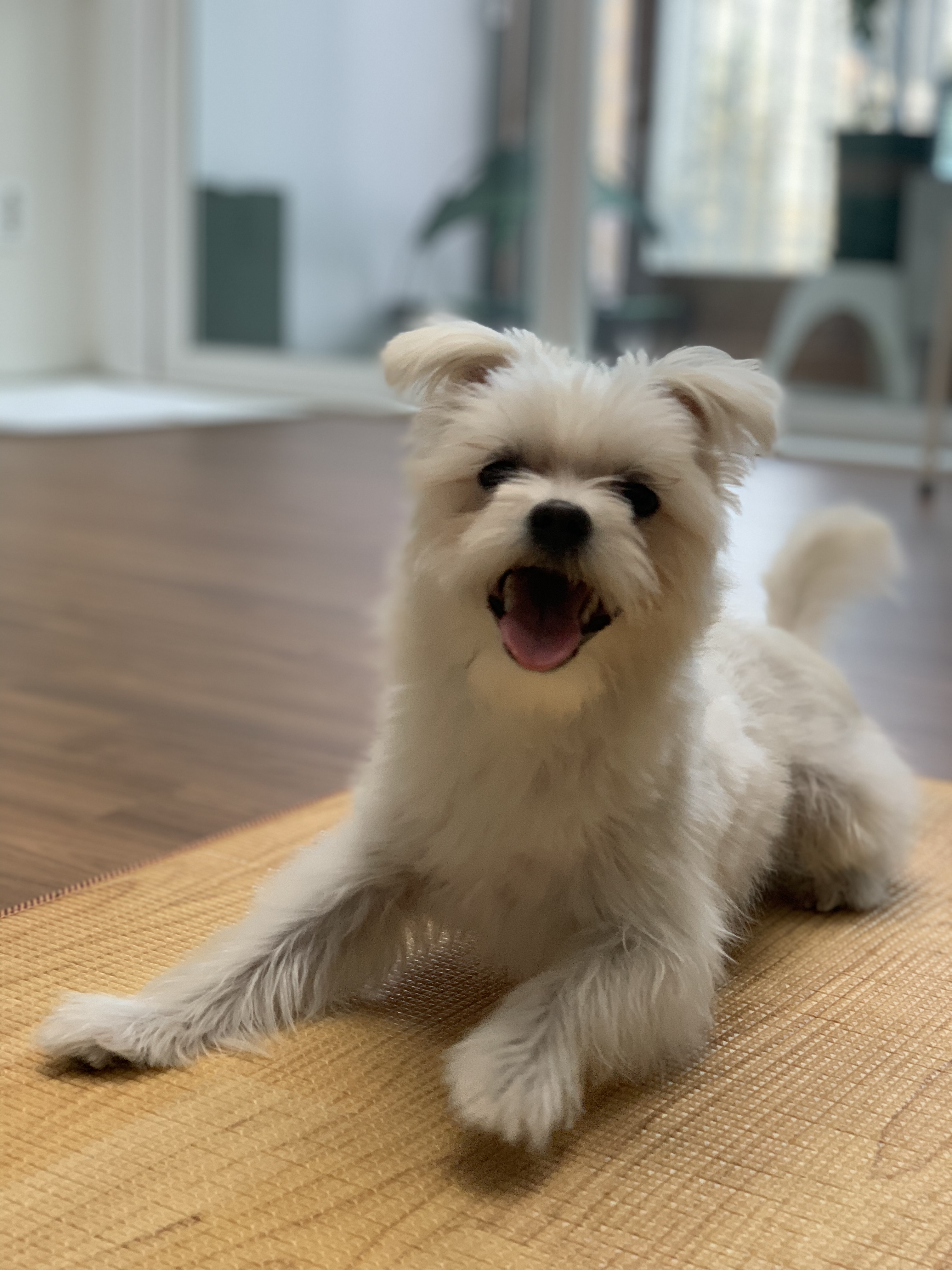 두리(소일이) 1년 이야기 