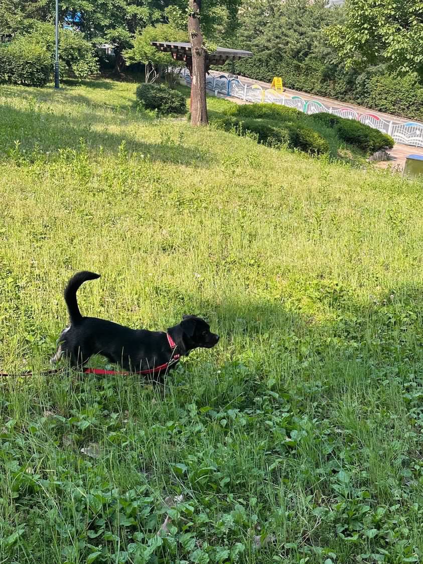 쫑이(무양이) 동네 적응기...