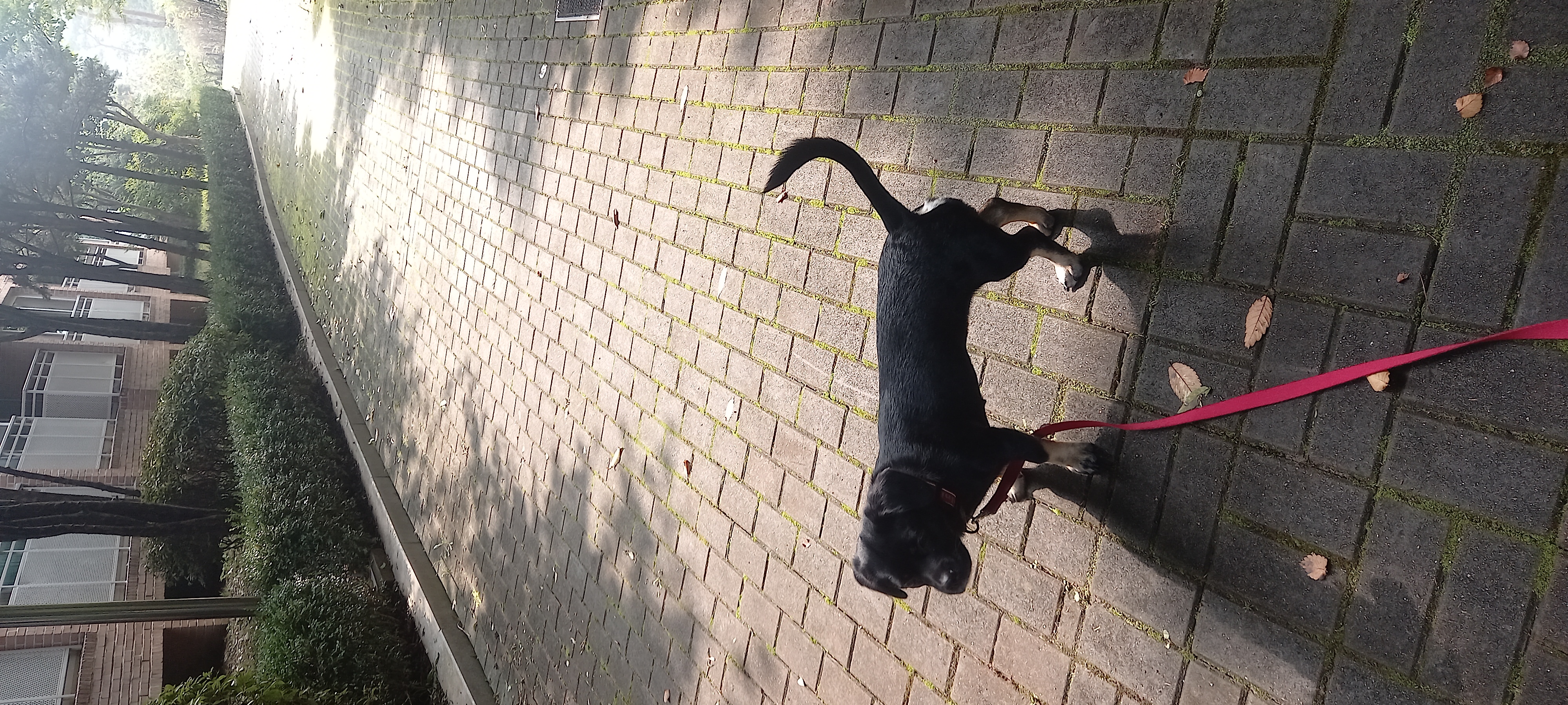 쫑이(무양이) 동네 적응기...