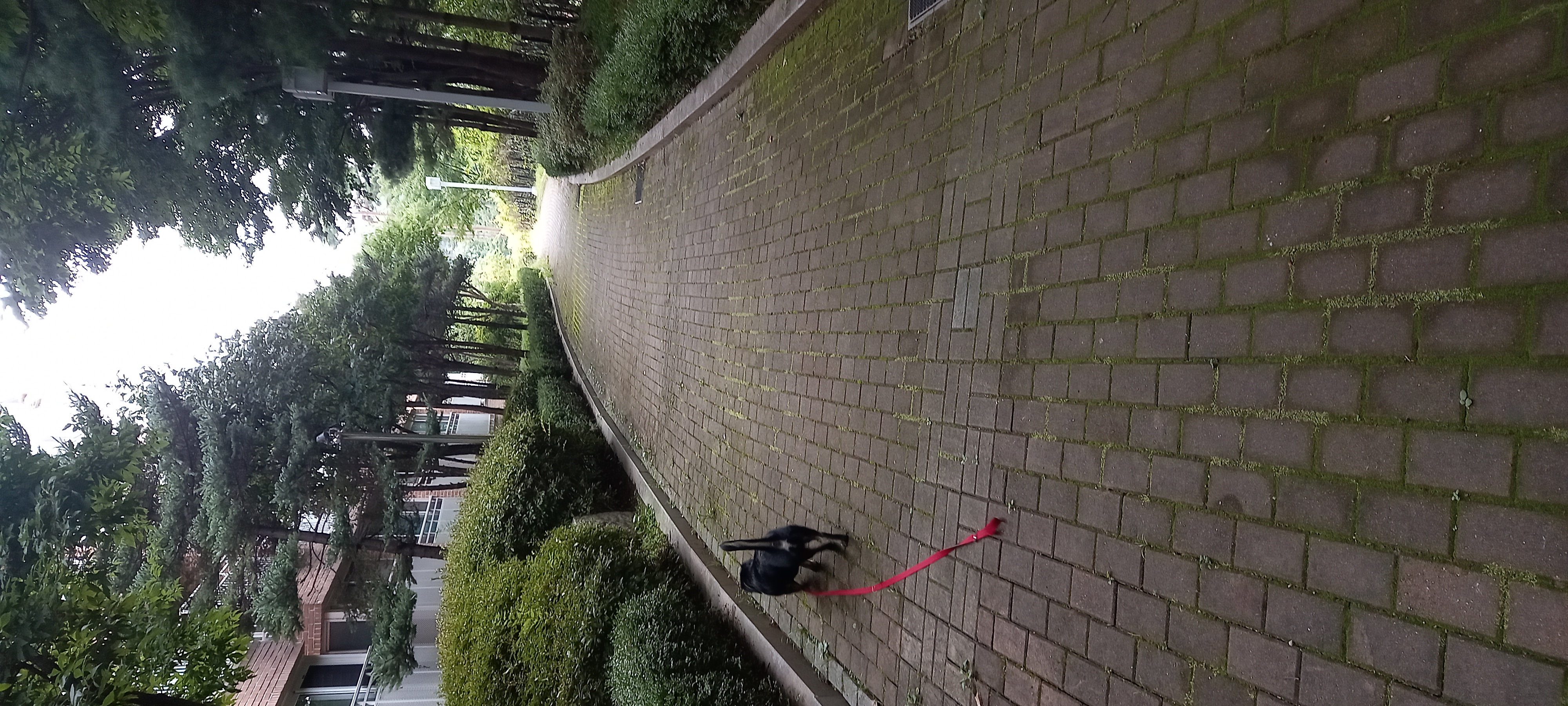 쫑이(무양이) 동네 적응기...