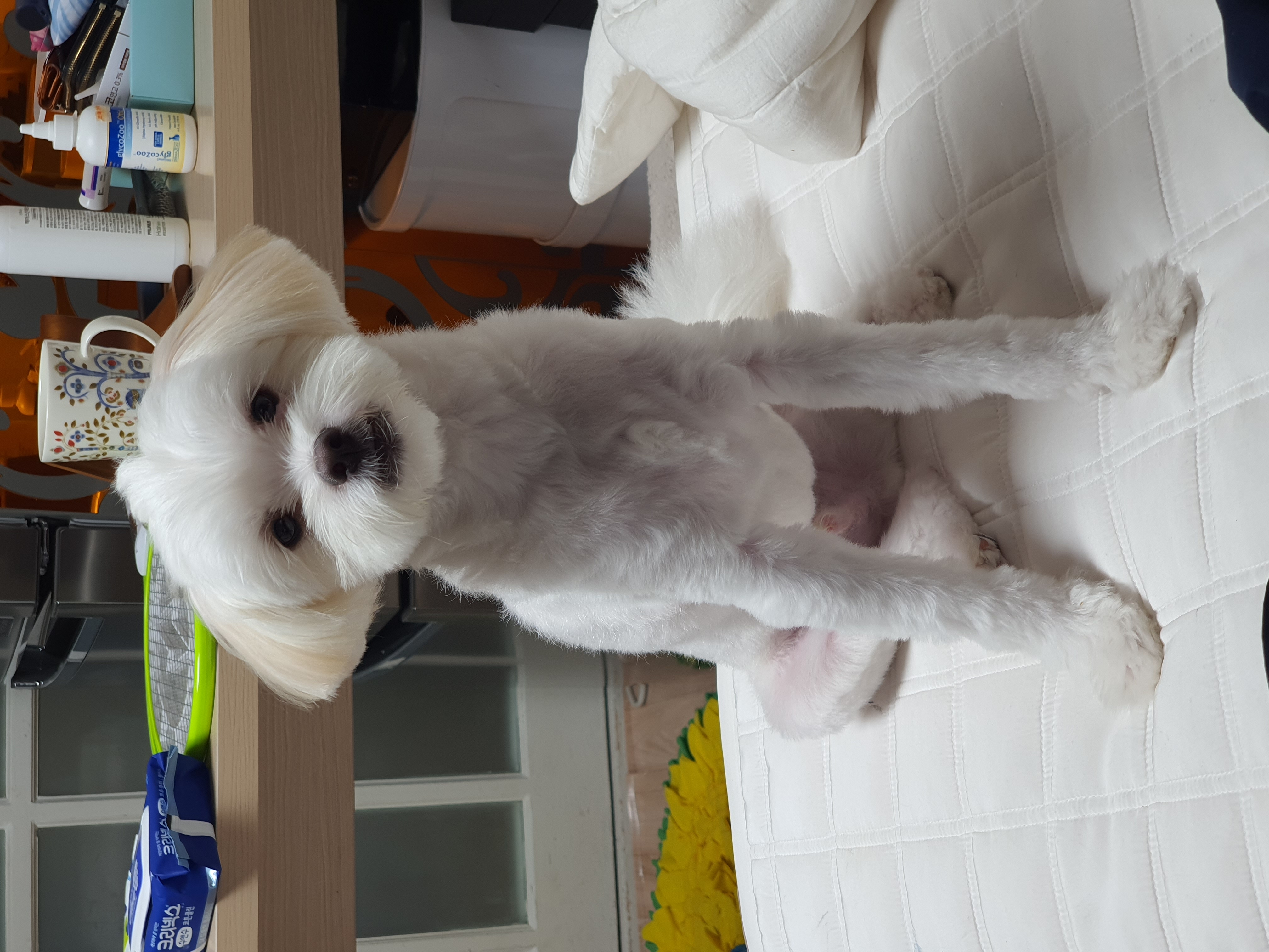 아산 아원이 가을이 벌써 1년이네요