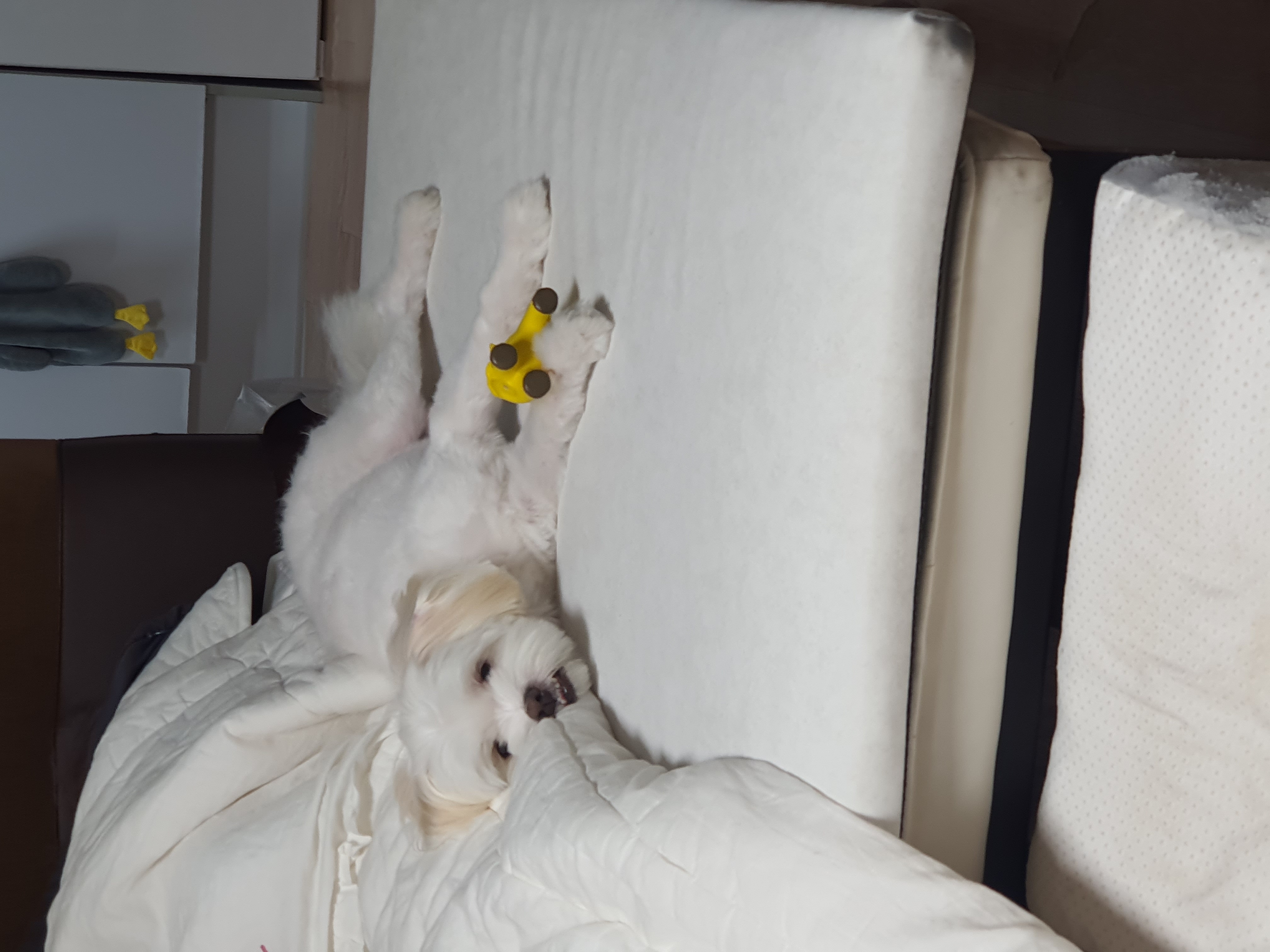 아산 아원이 가을이 벌써 1년이네요