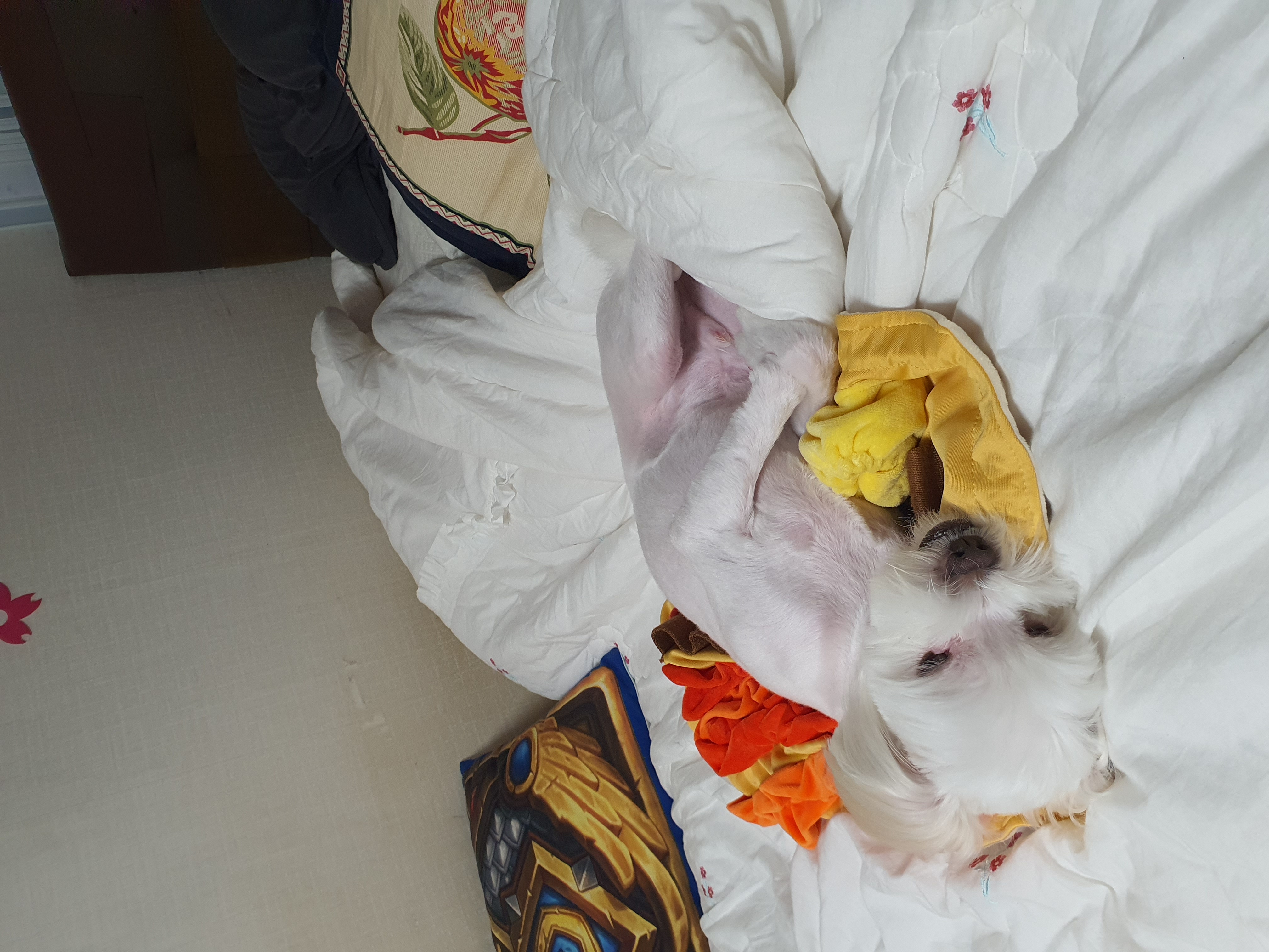 아산 아원이 가을이 벌써 1년이네요