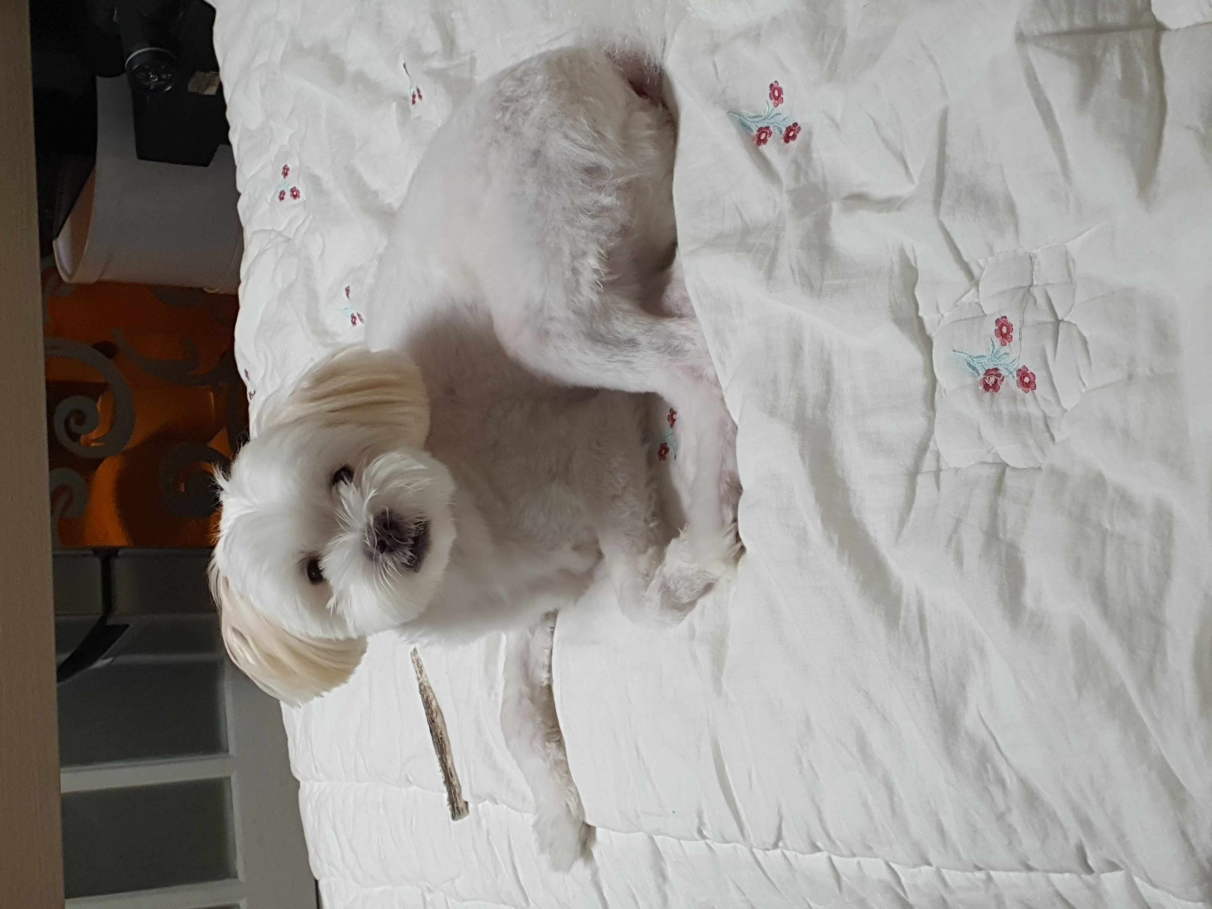 아산 아원이 가을이 벌써 1년이네요